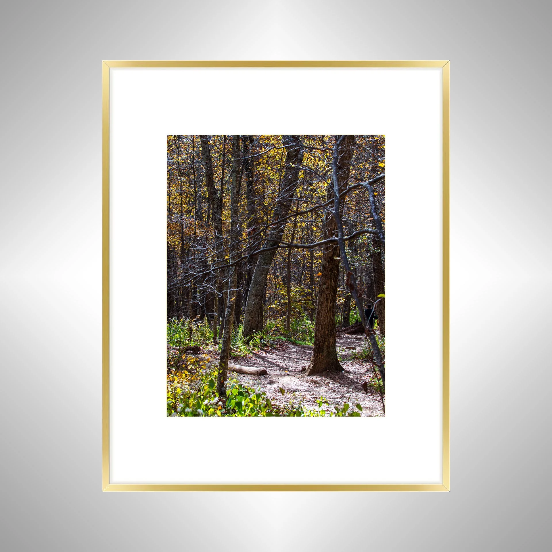 1:1 Shenandoah National Park Tree Trail- Gold w: Border.jpg