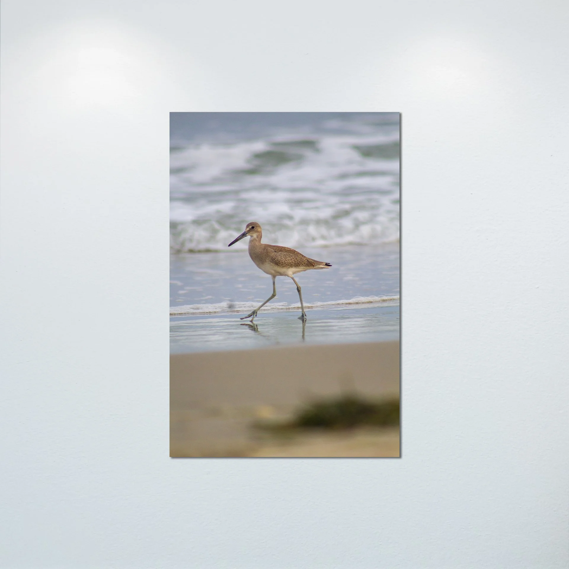1:1 Willet Walking- Poster & Canvas.jpg