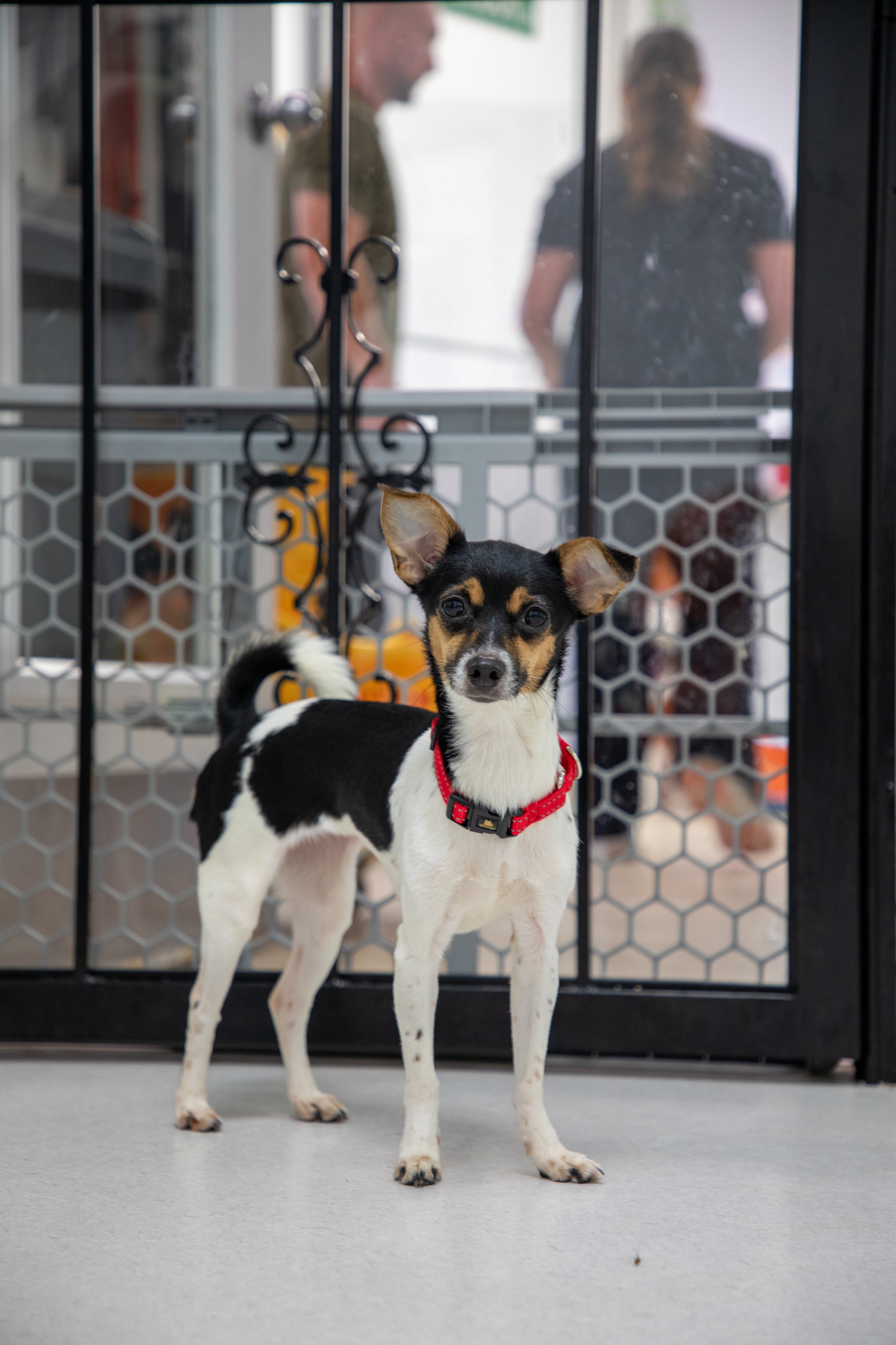 Will Locke Pet Photography- HopeForLife Unwatermarked26.jpg