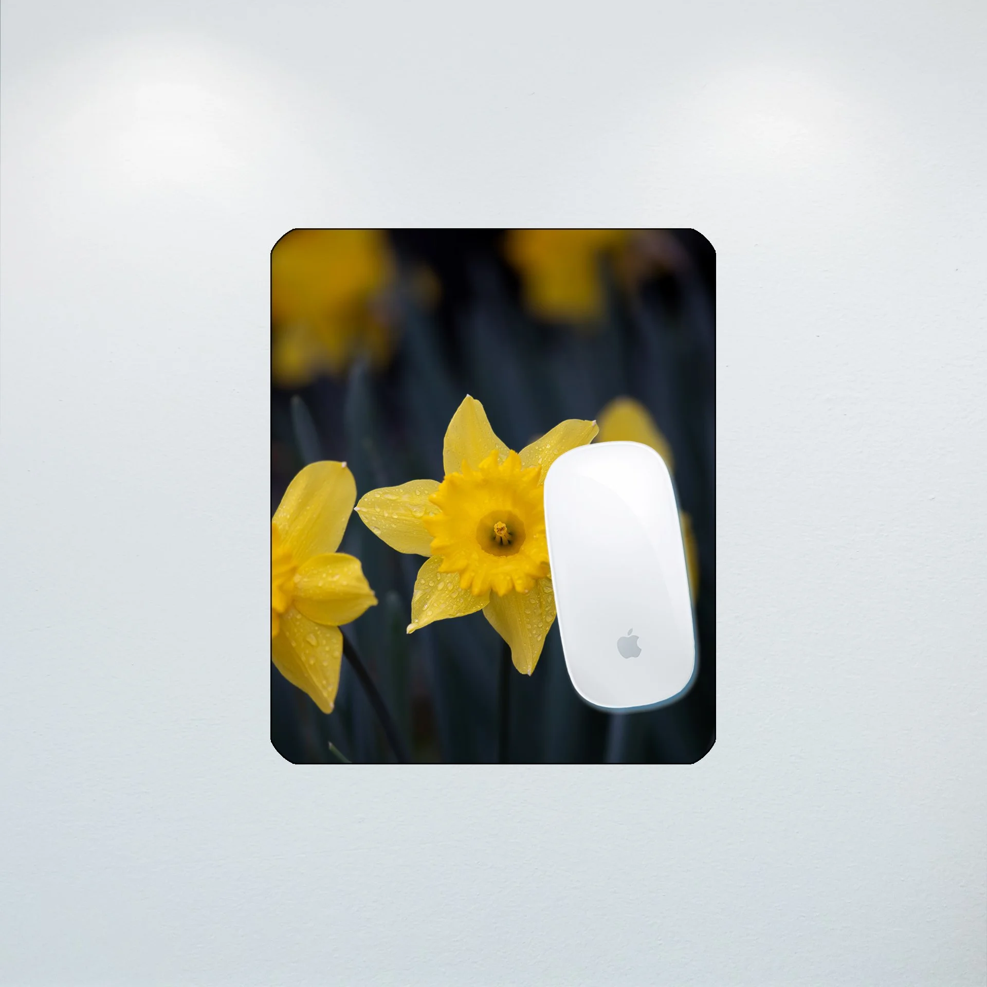 1:10 Yellow King Alfred Daffodil Narcissus- Mouse Pad.jpg