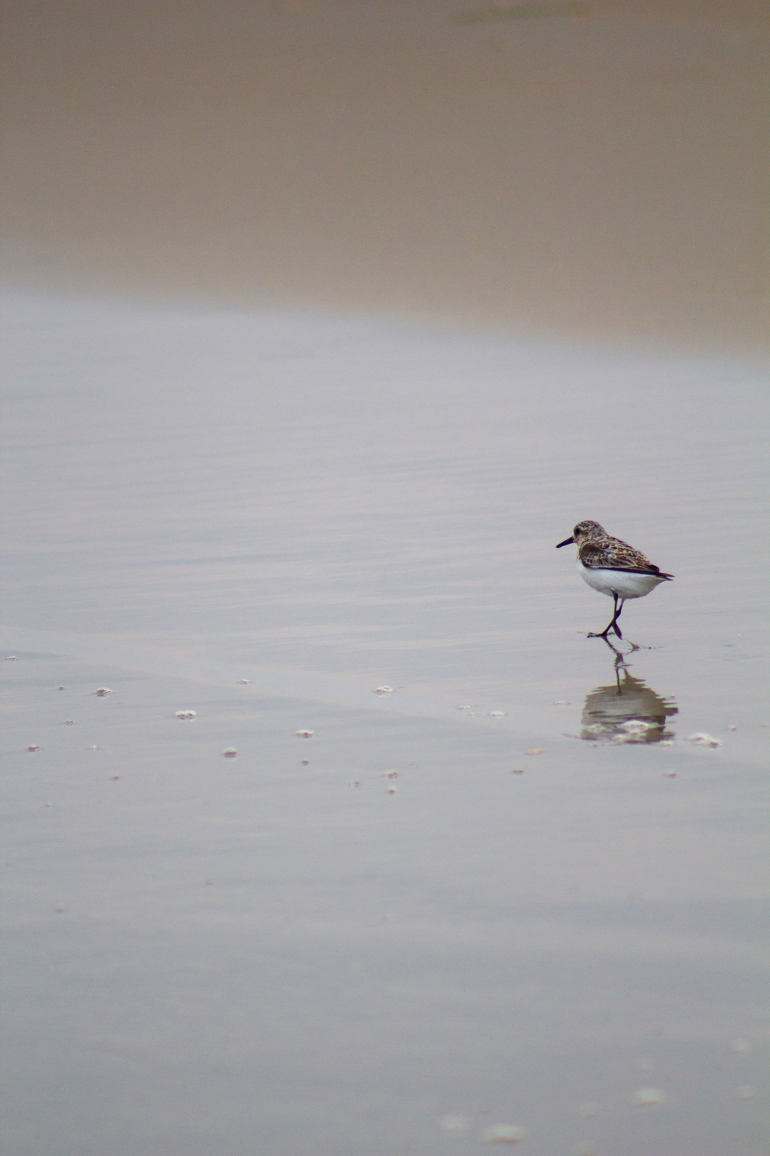 1:1 Sanderling Reflection.jpg