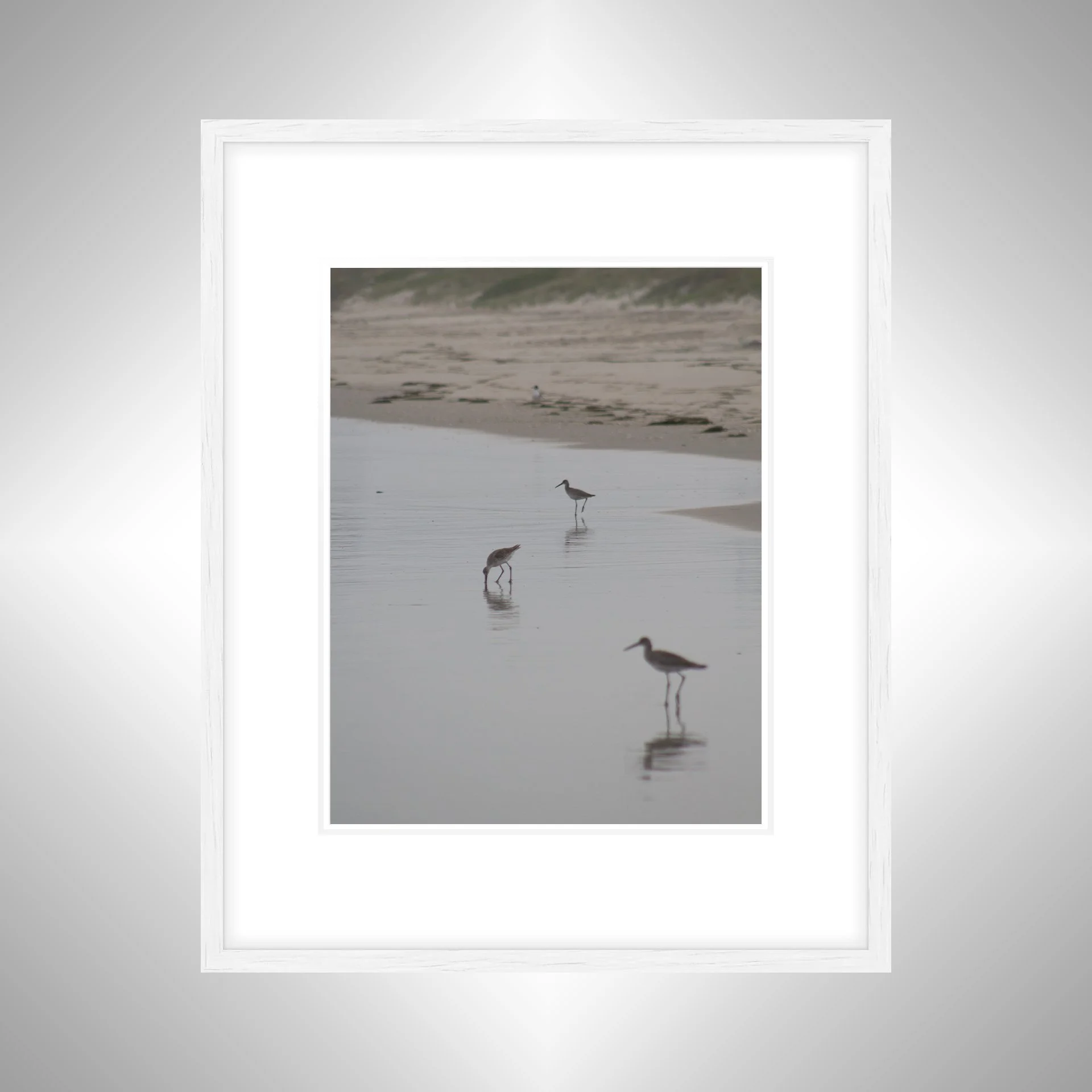 1:1 Three Willets Reflection- White w: Border.jpg