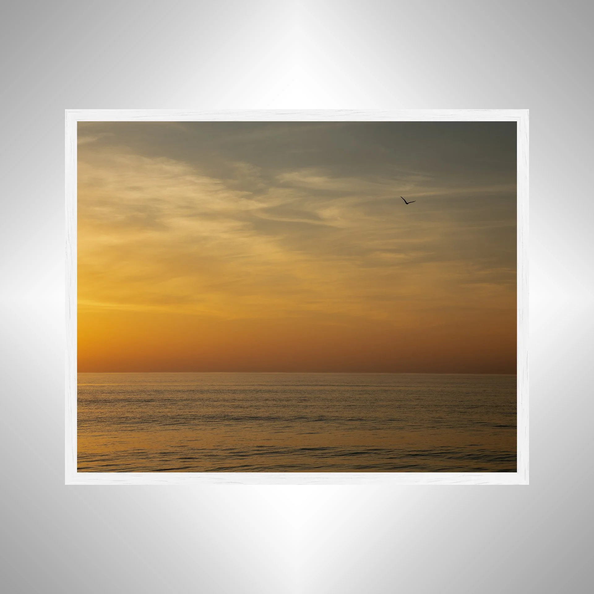 1:1 Orange Sunrise with Seagull in Duck, NC- White.jpg