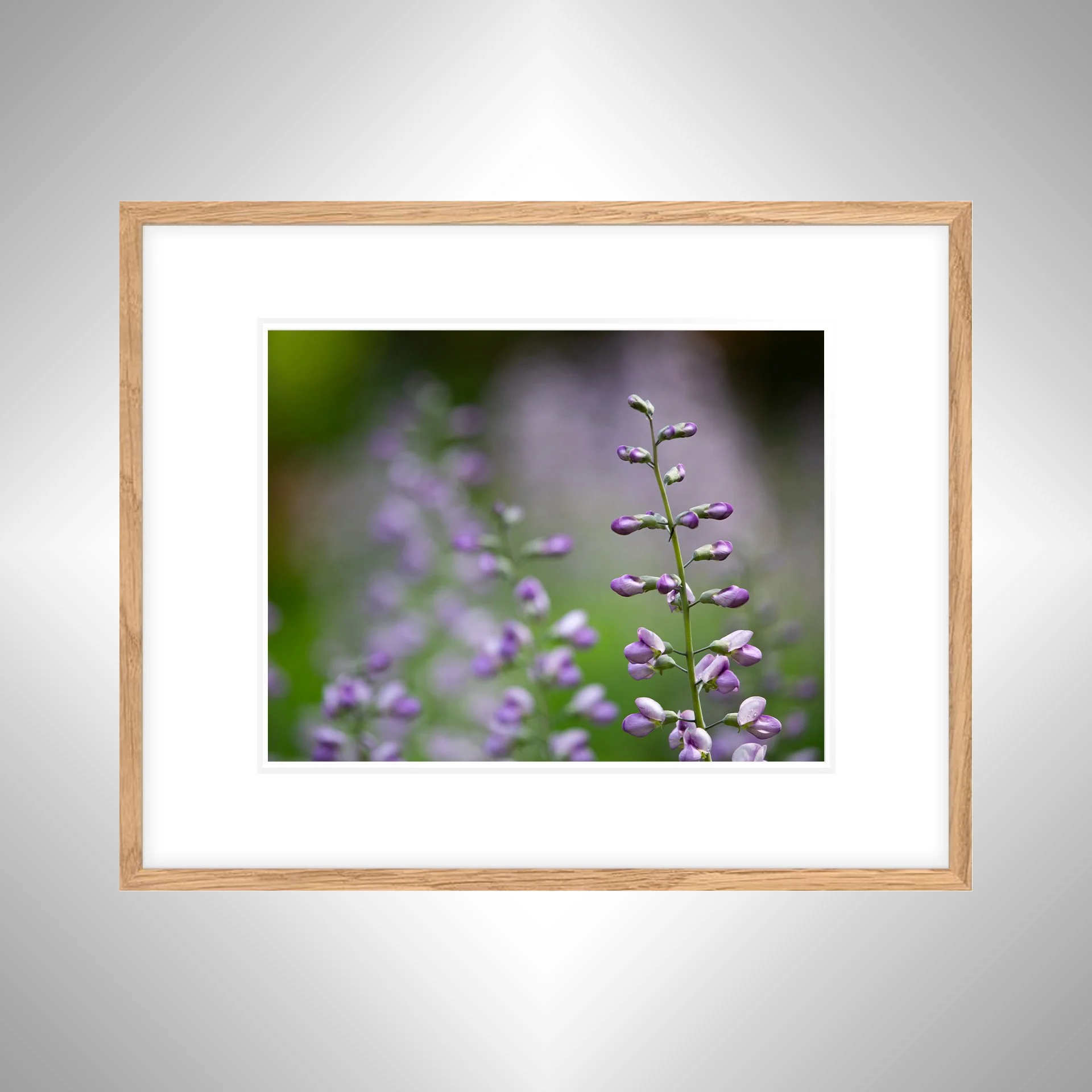 1:10 Baptisia 'Purple Smoke'- White w: Border copy NATTY.jpg