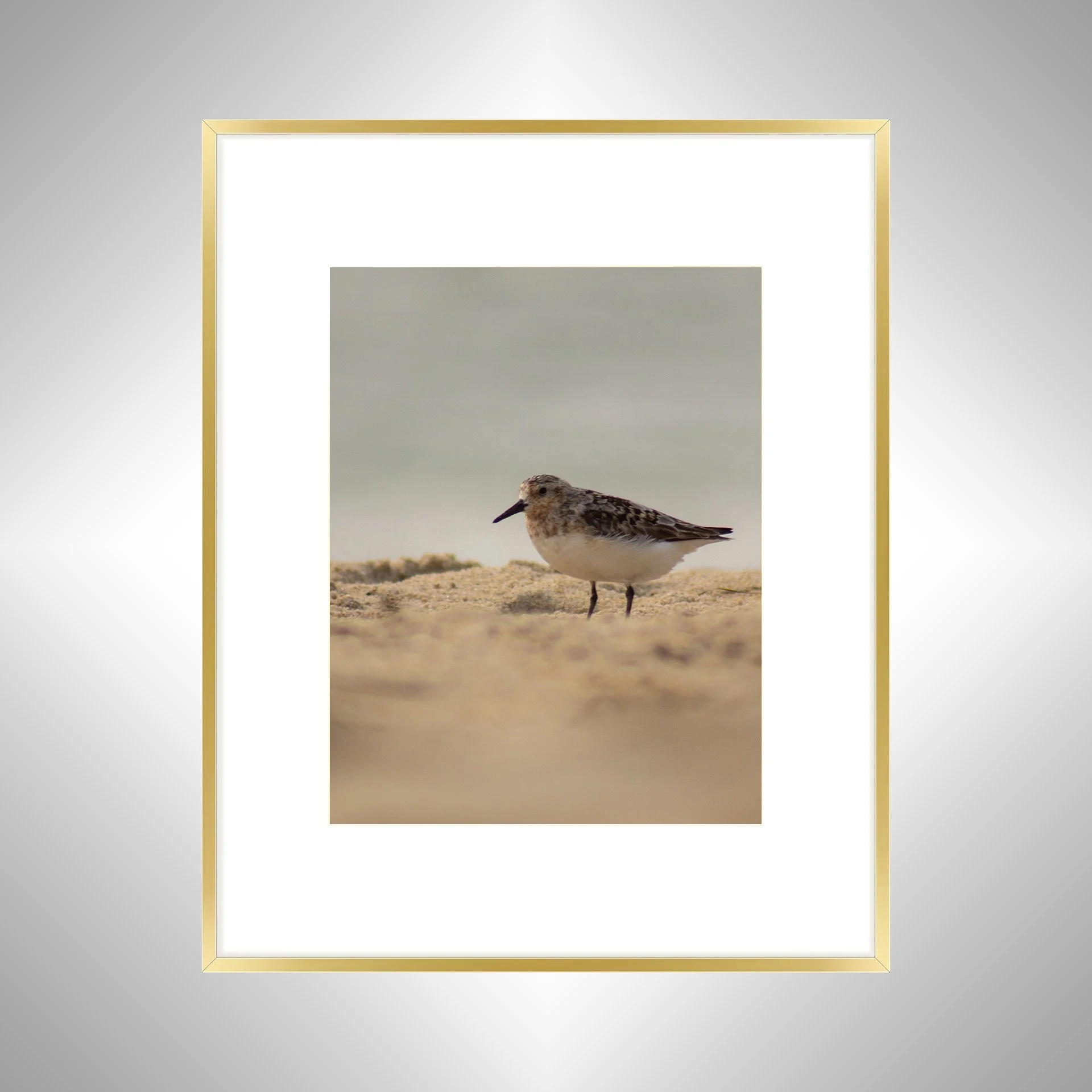 1:1 Spotted Sanderling in Hatteras- Gold w: Border.jpg