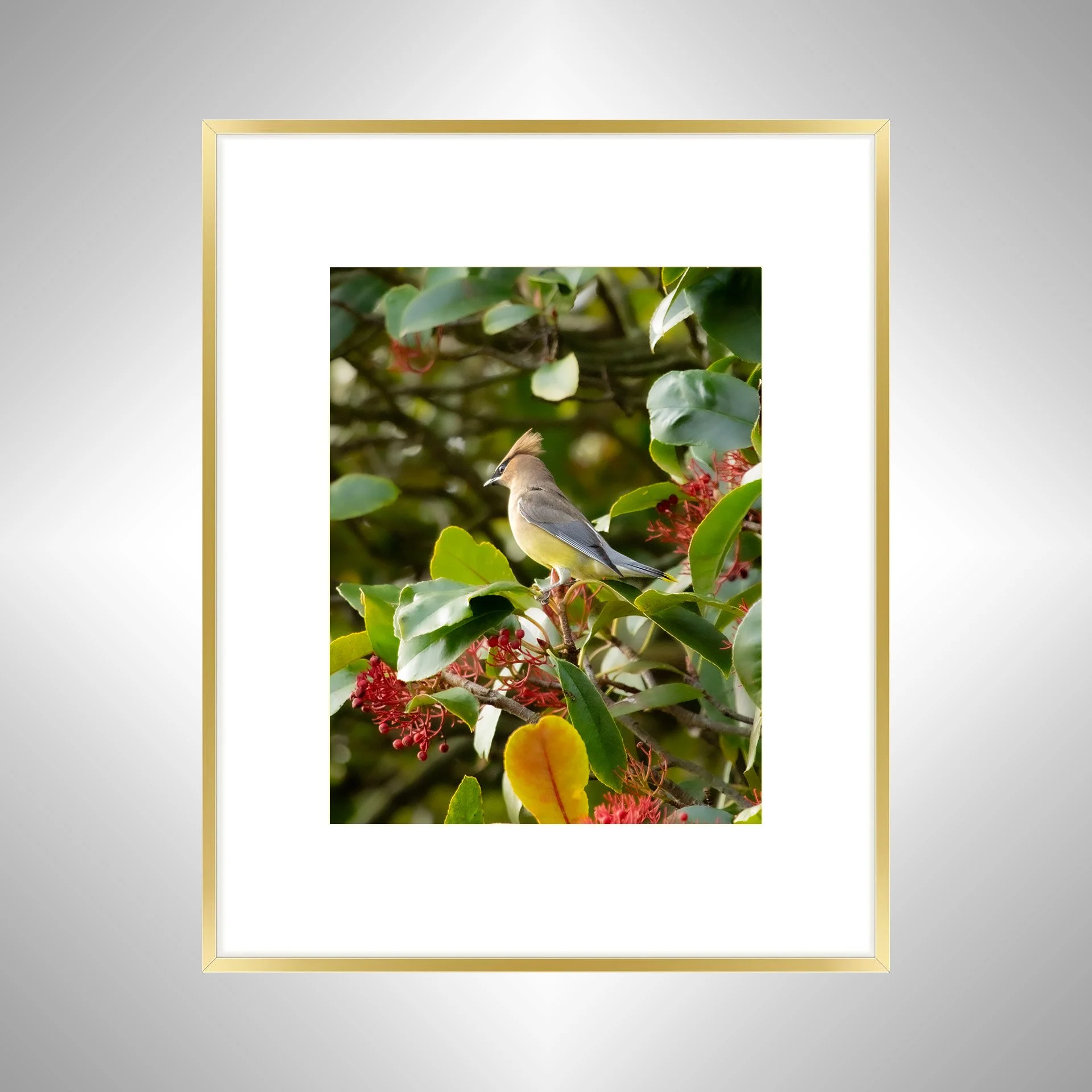 1:10 Cedar Waxwing Perched- GOld w: Border.jpg