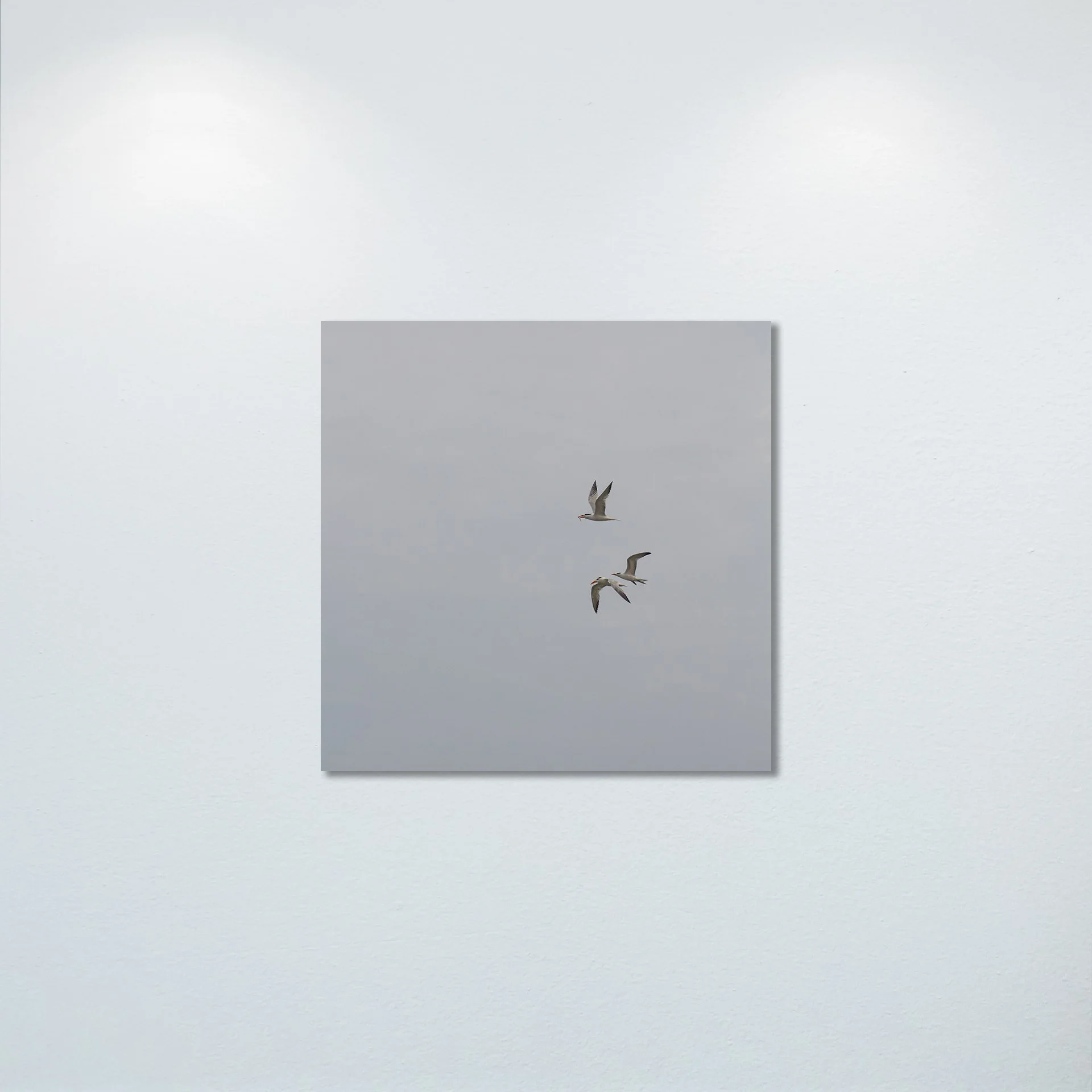 1:1 Common Tern Family Breakfast (Square)- Poster & Canvas.jpg