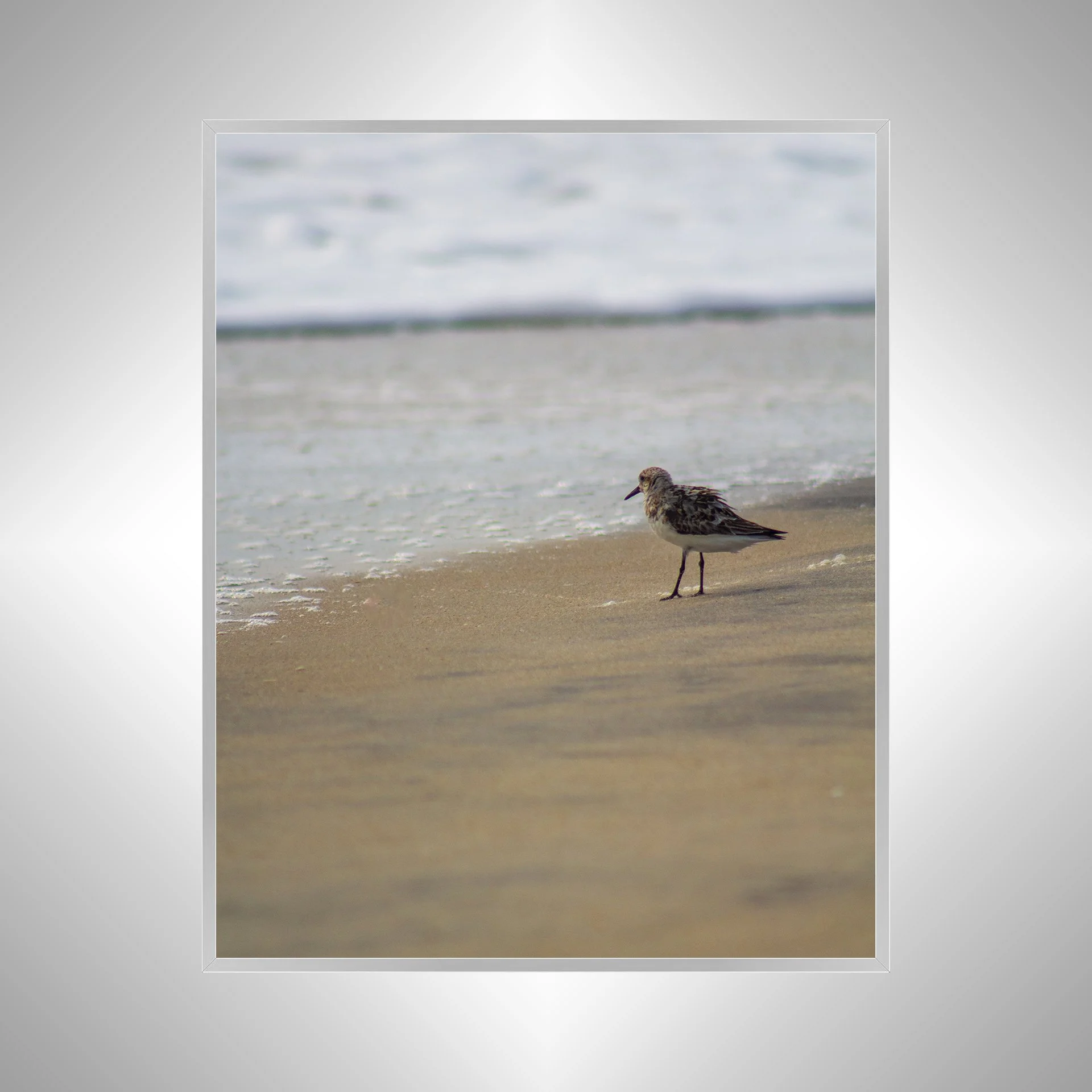 1:10 Sanderling at the Beach- Silver.jpg