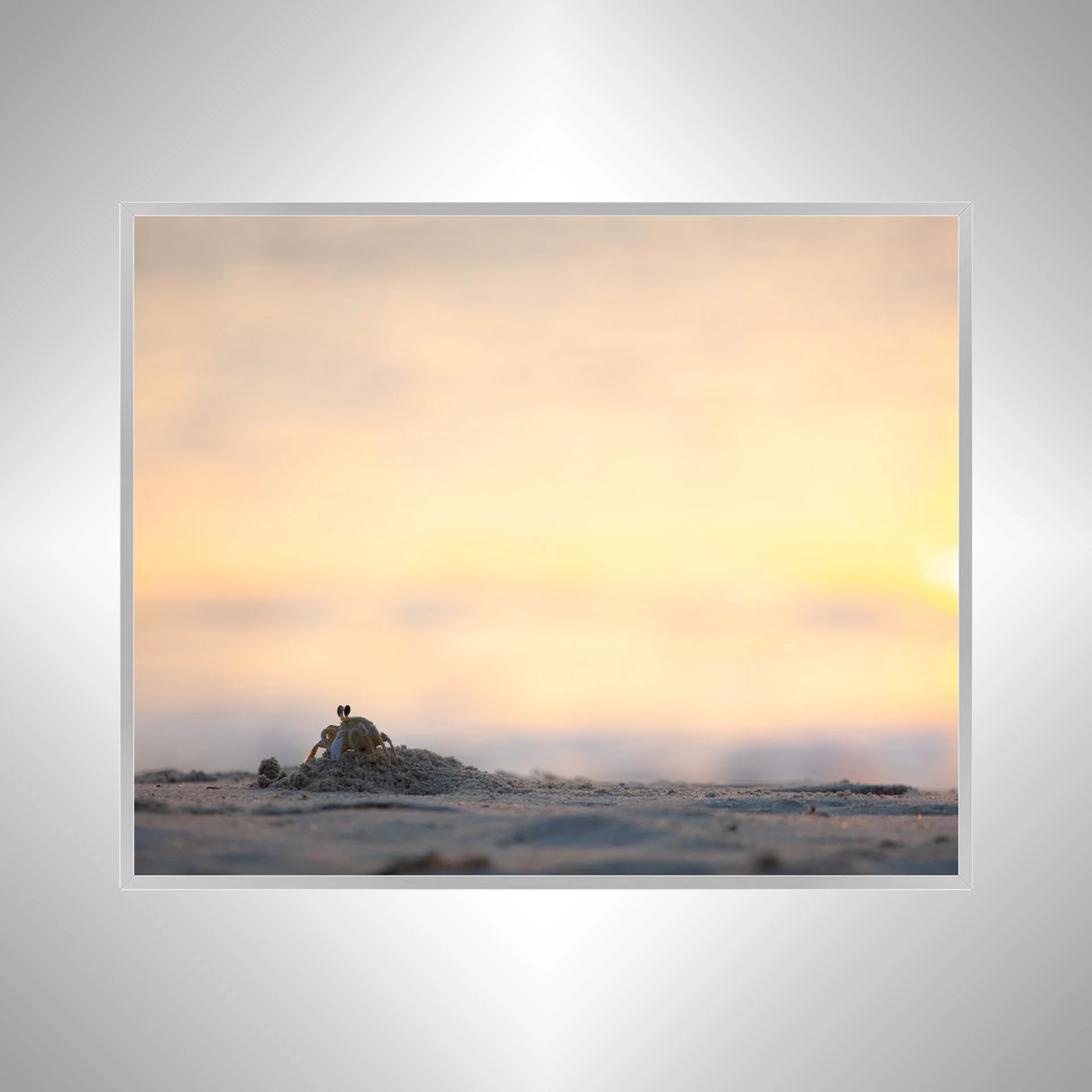 1:1 Ghost Crab at Sunrise in Duck, NC- Silver Metal.jpg