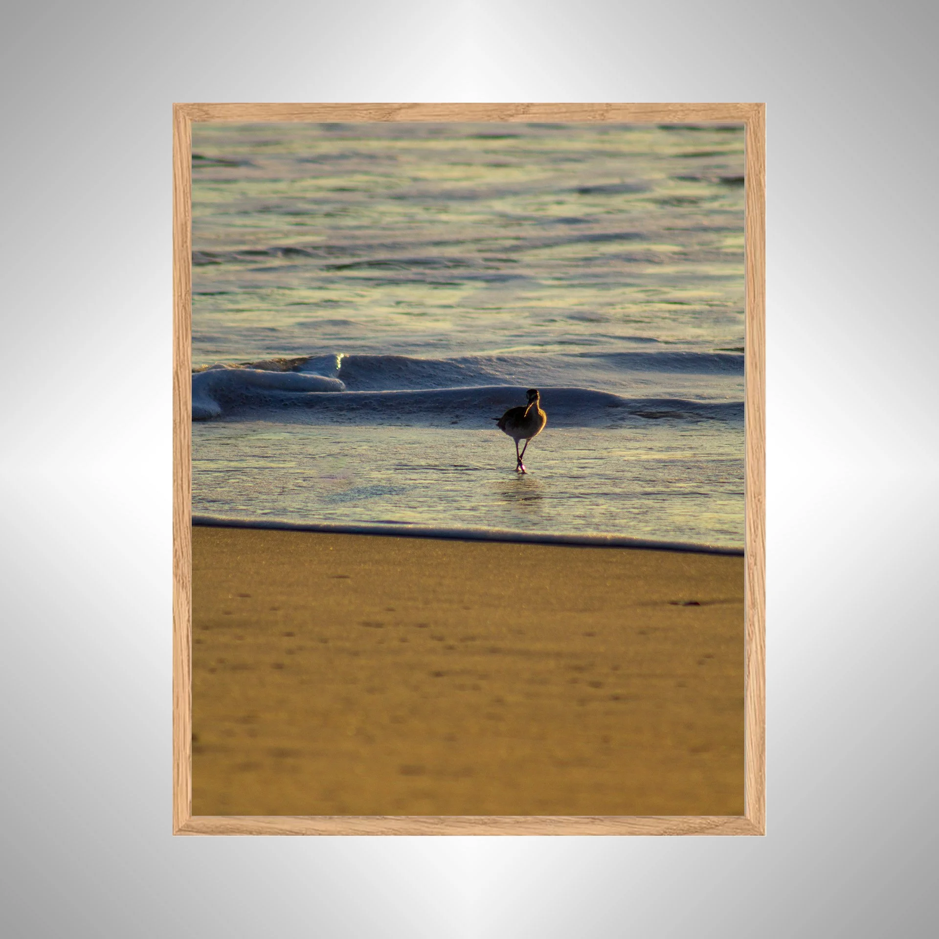 1:1 Willet at Sunrise- White copy NATTY.jpg