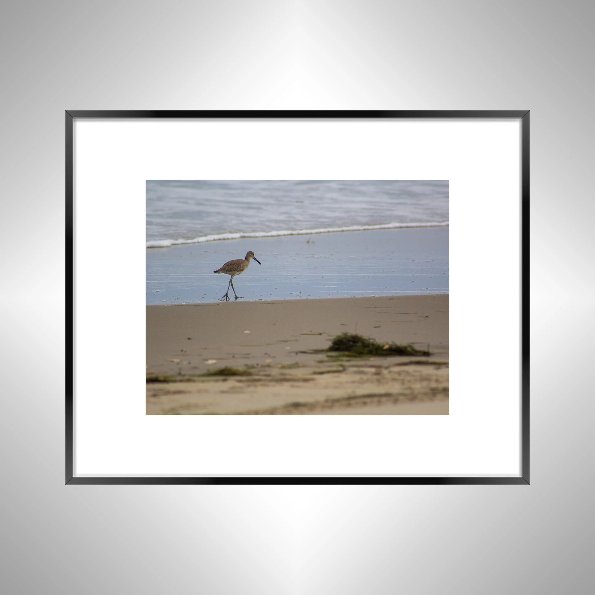 1:1 Willet Walking on Beach- Black w. Border.jpg