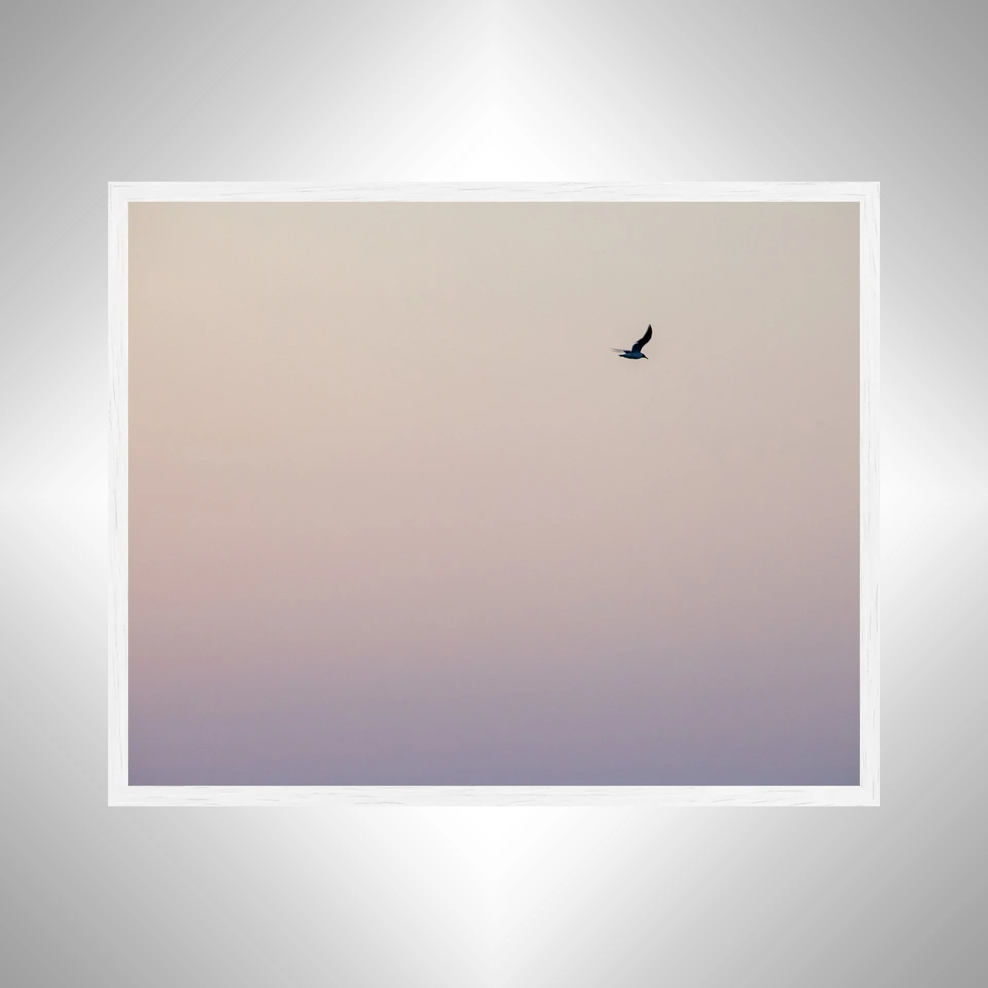 1:1 Seagull Flying on Pink Gradient- White.jpg