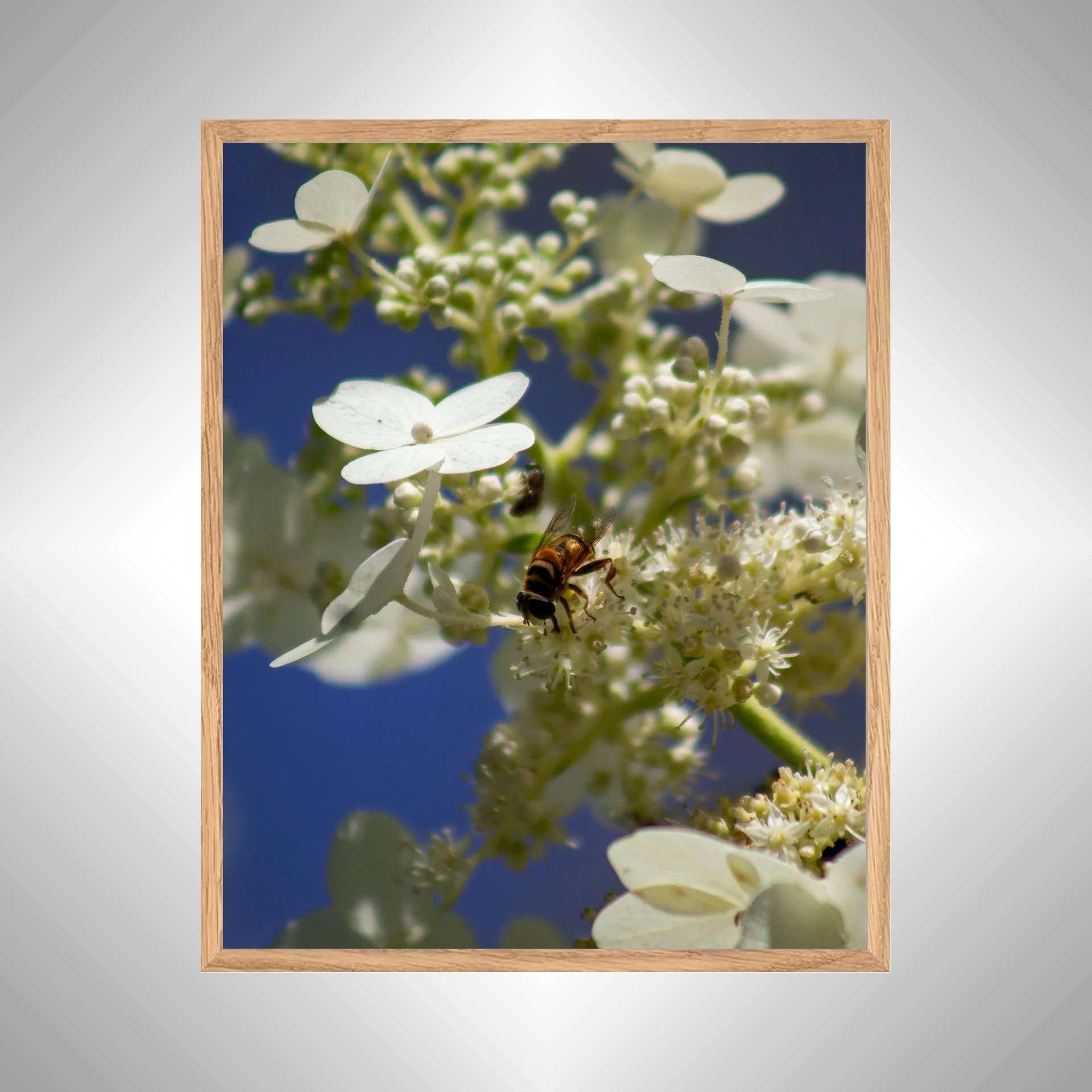 1:1 Pollinator in Norfolk- White copy NATTY.jpg