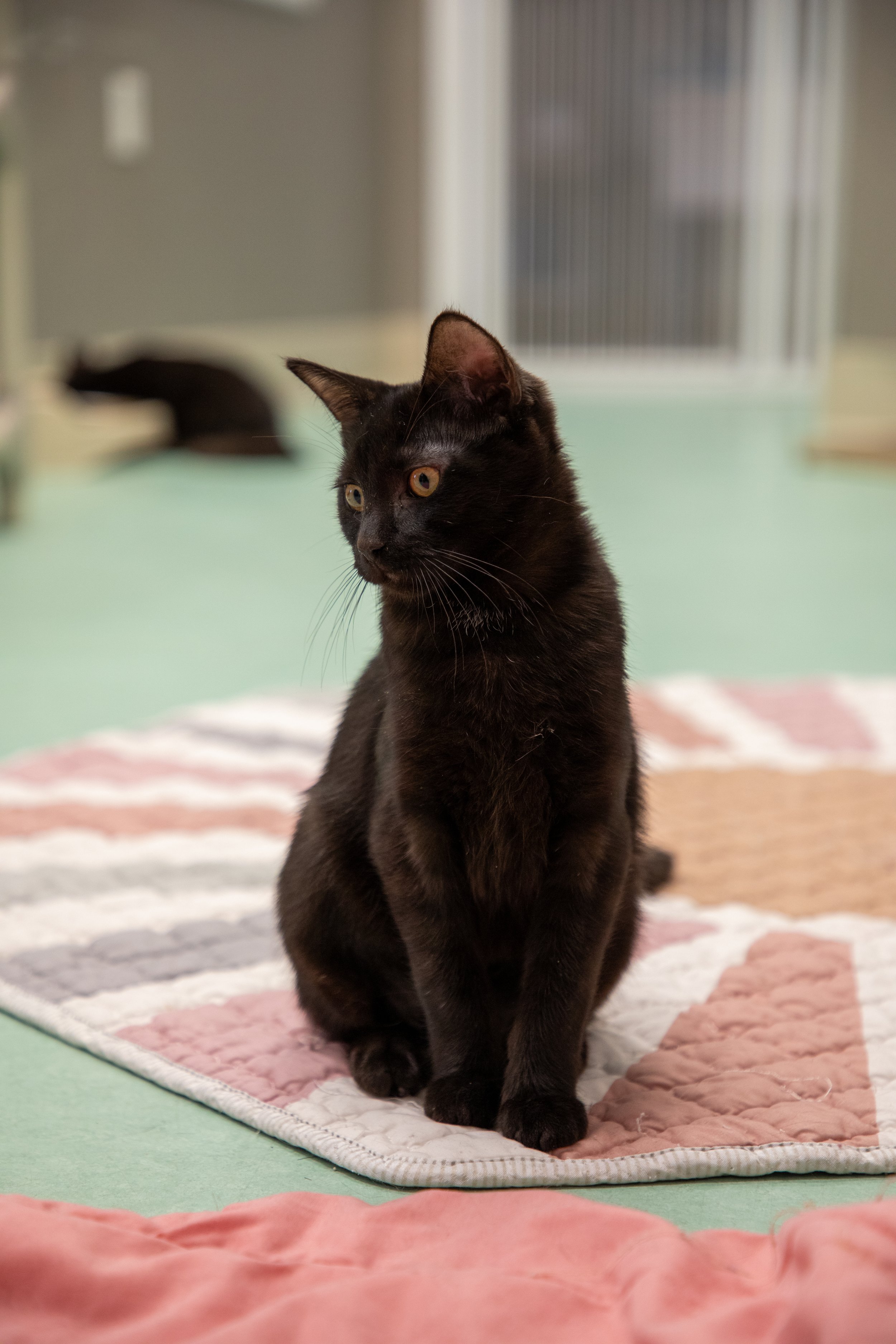 Will Locke Pet Photography- Hope For Life 12:28:2025 81.jpg