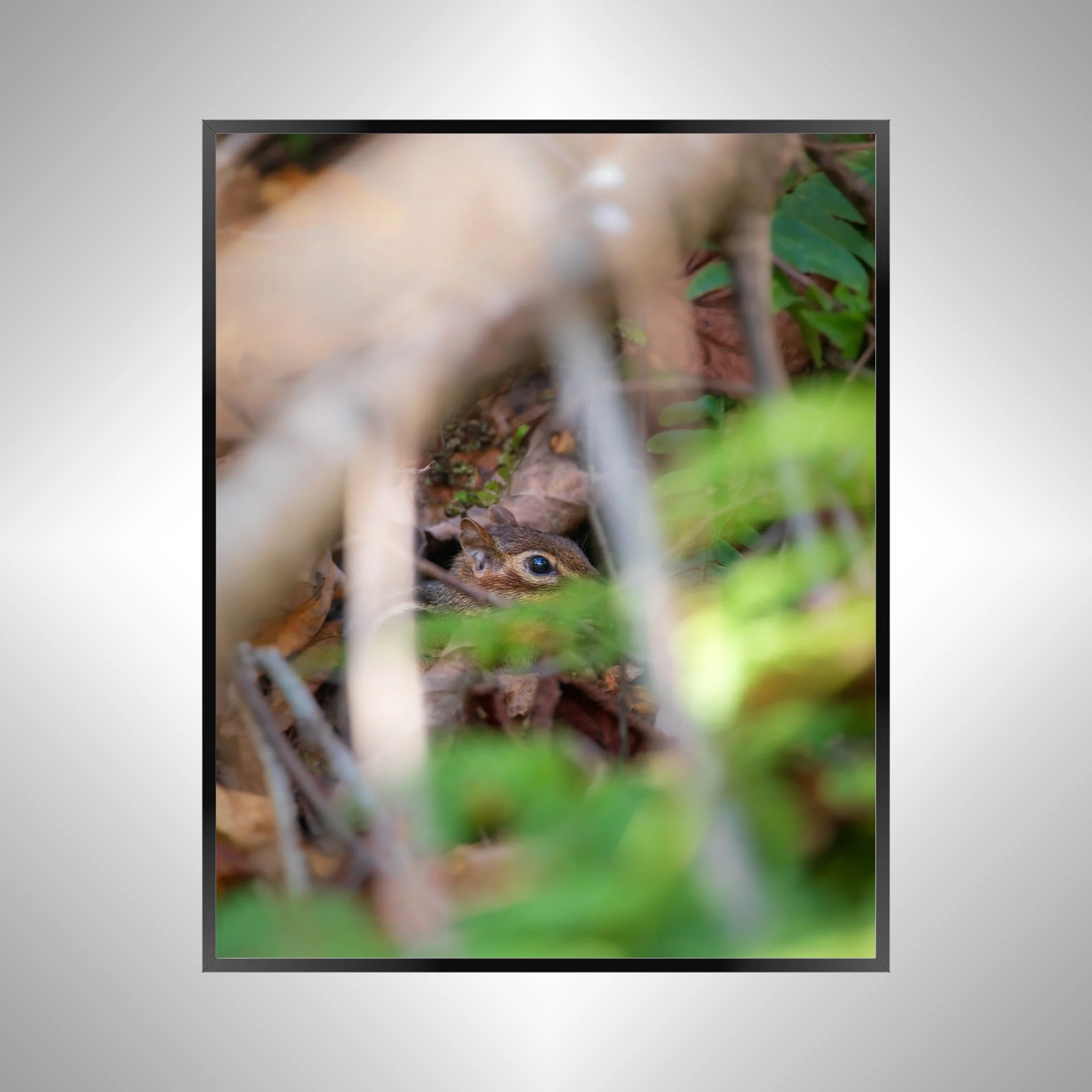 1/1 Shenandoah Mountain Chipmunk thru Foliage