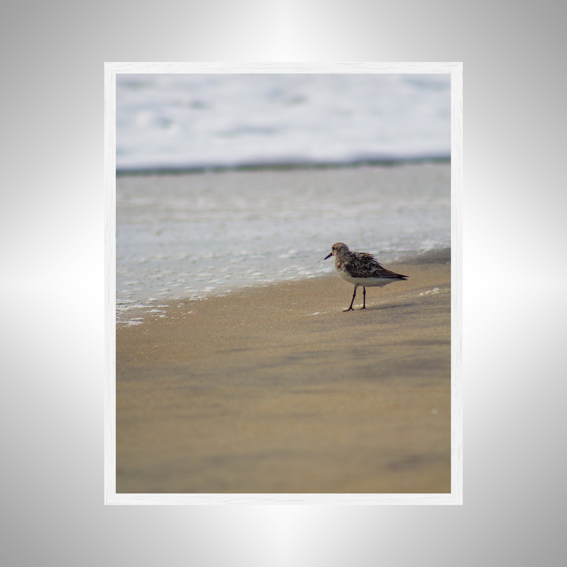 1:10 Sanderling at the Beach- White.jpg