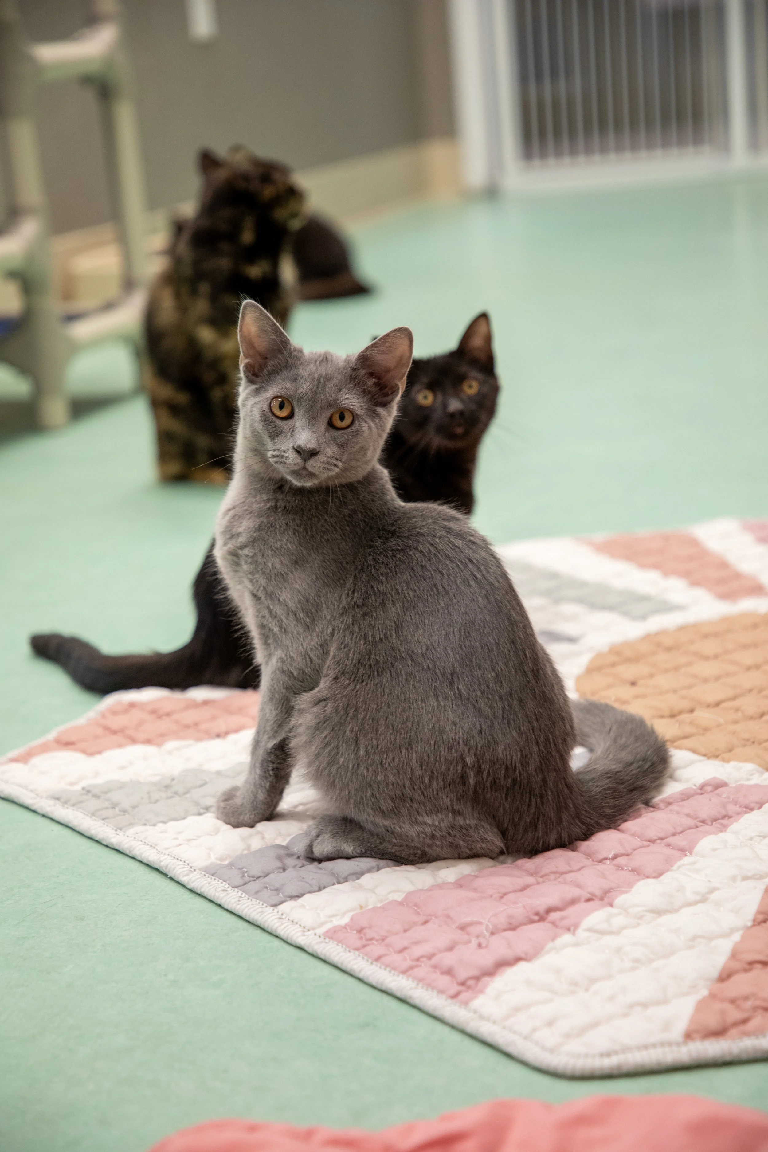 Will Locke Pet Photography- Hope For Life 12:28:2025 79.jpg