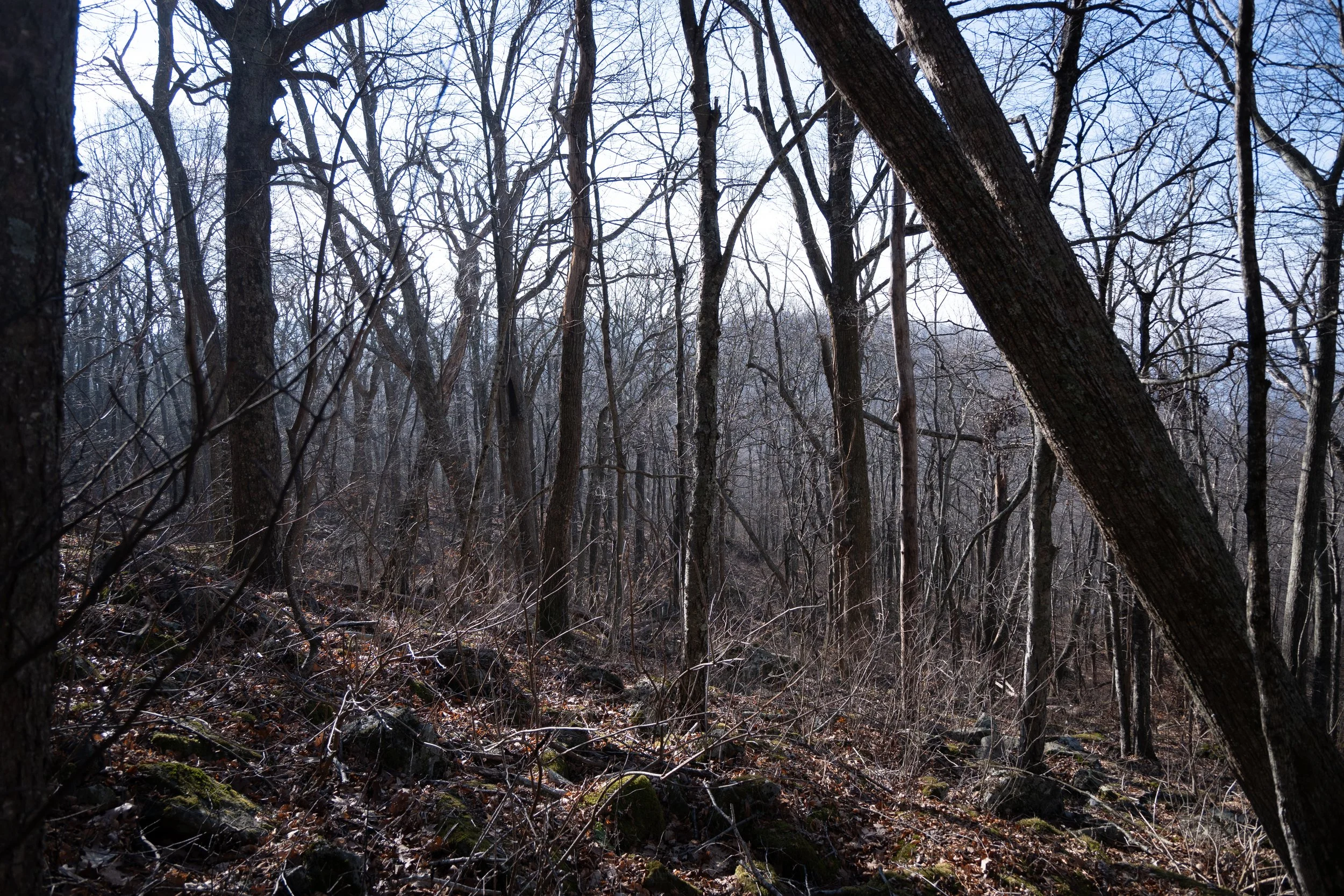 1:1 Shenandoah Trees.jpg