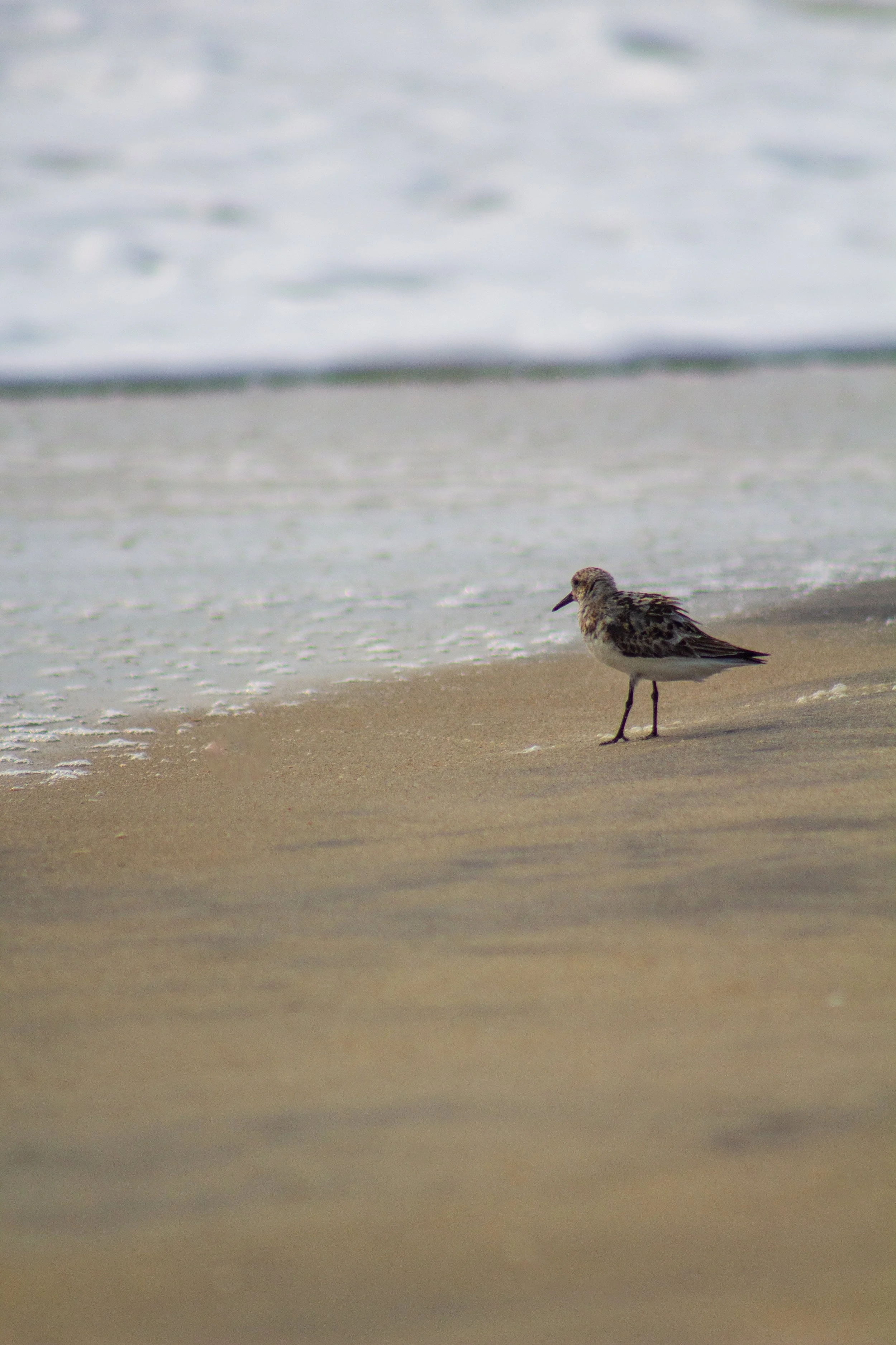 1:10 Sanderling at the Beach.jpg