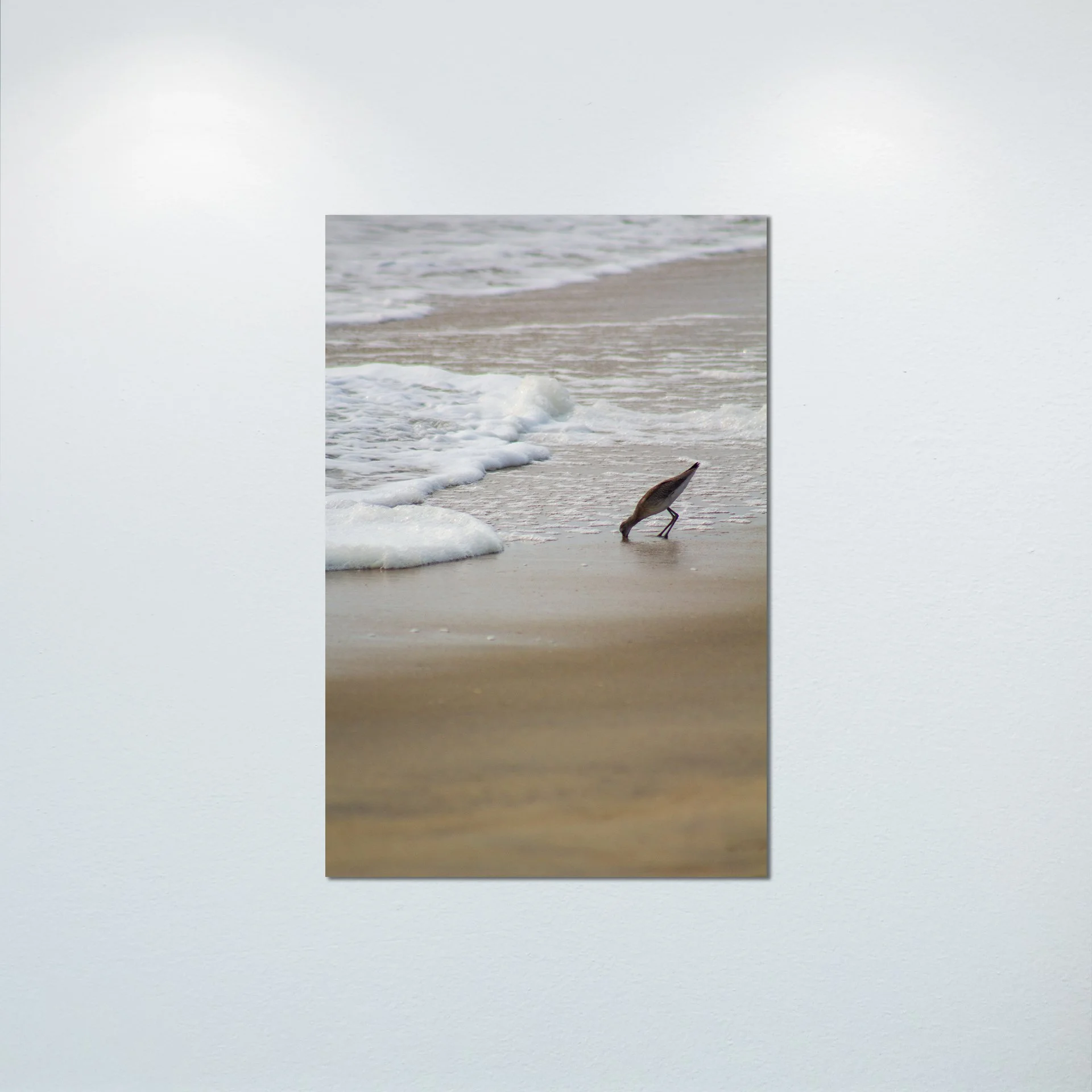 1:1 Willet at Beach Eating- Poster & Canvas.jpg