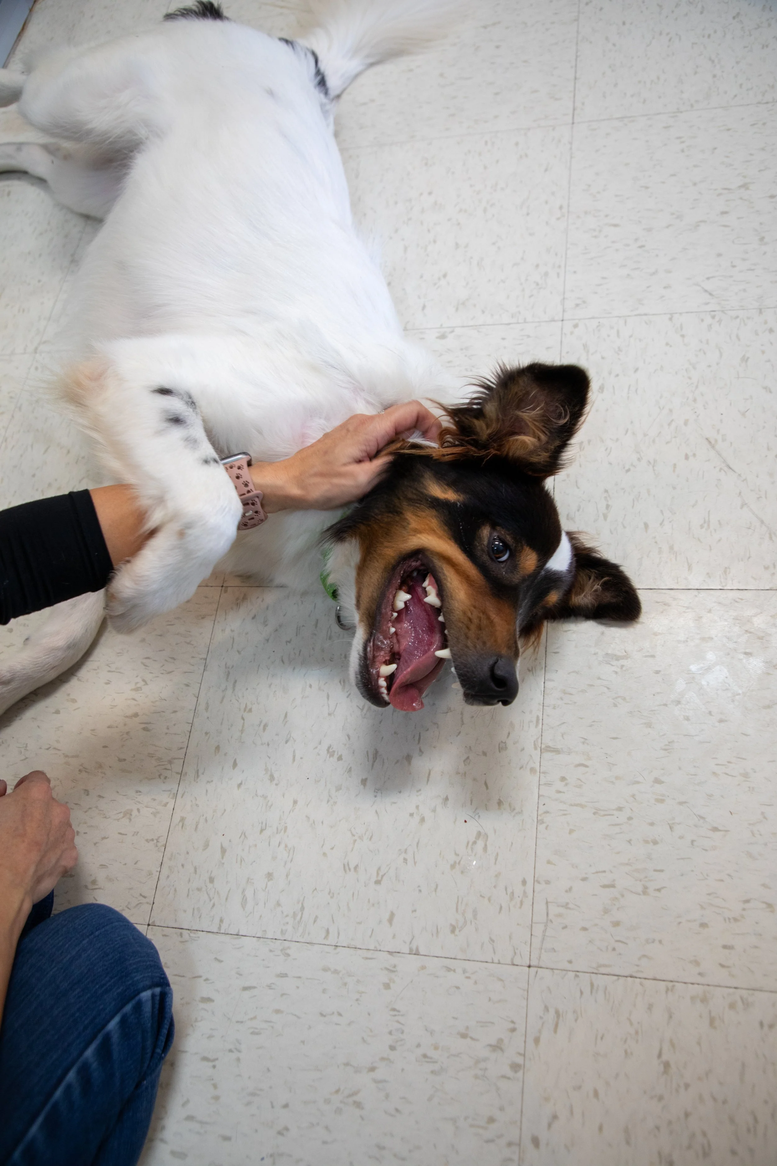 Will Locke Pet Photography- HopeForLife-8 Unwatermarked.jpg