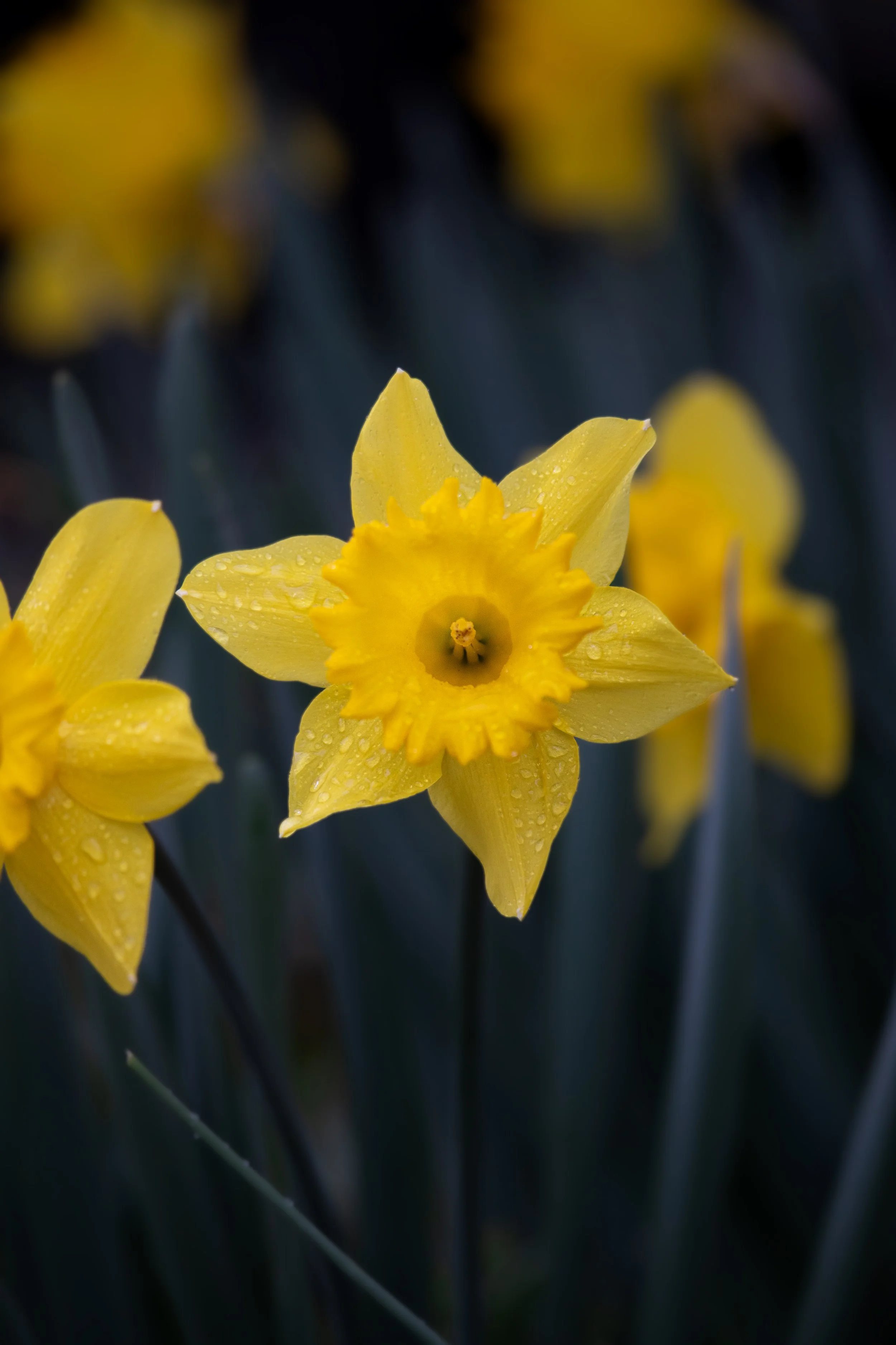 1:10 Yellow King Alfred Daffodil Narcissus.JPG