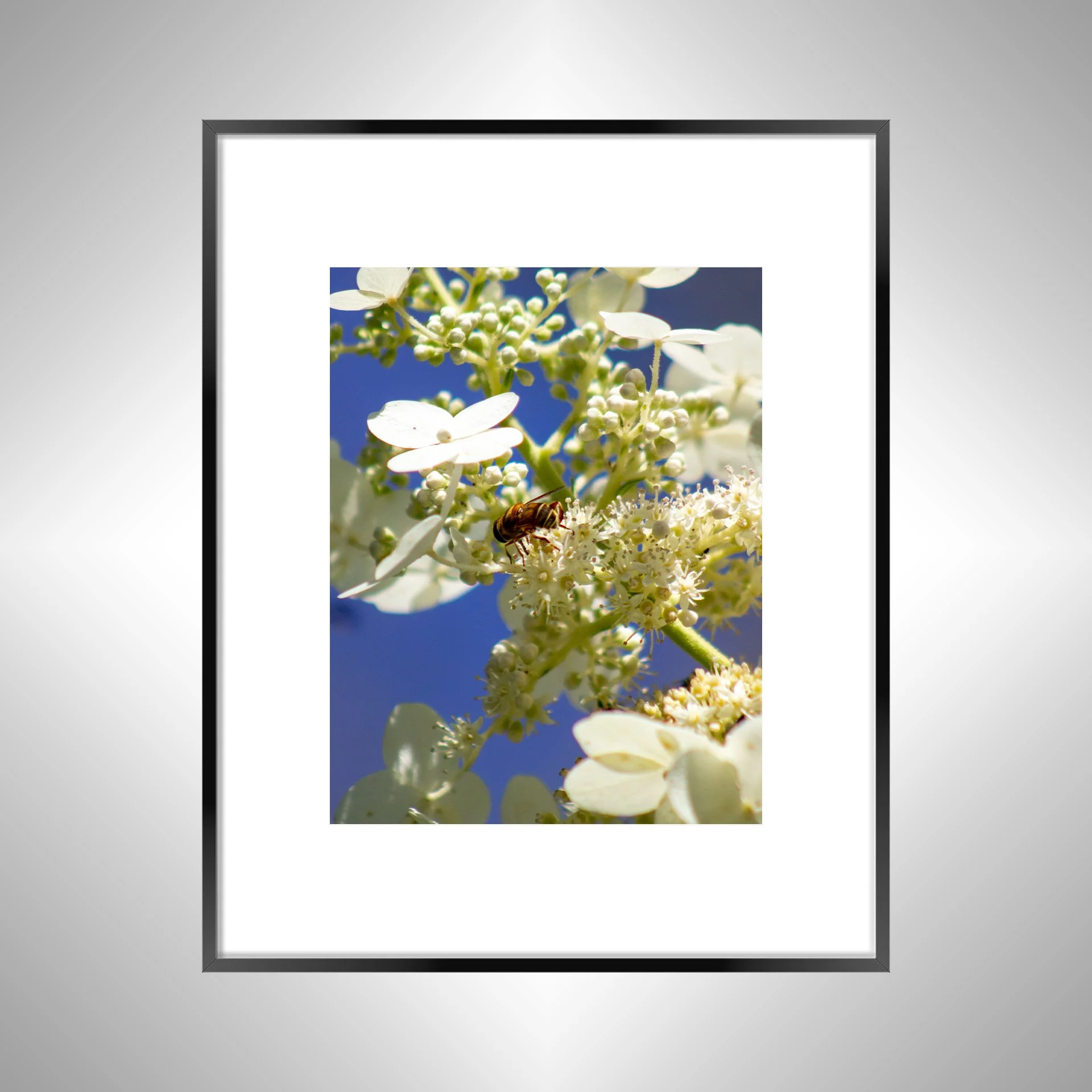 1:1 Pollinator in Sun- Black w: Border.jpg