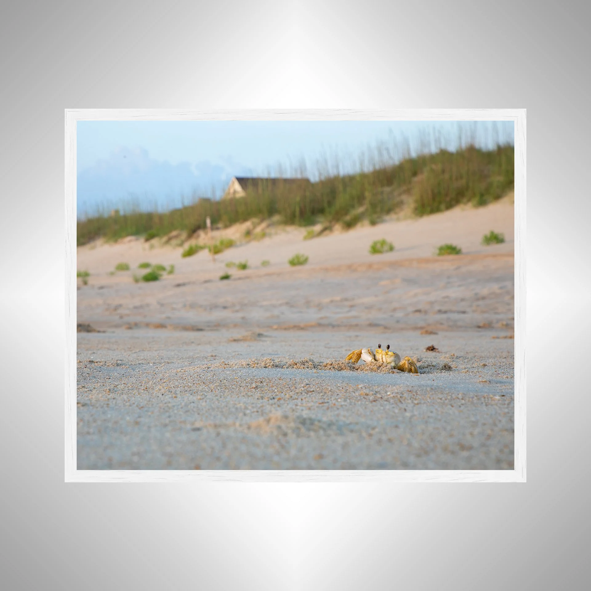 1:10 Ghost Crab Headshot- White.jpg