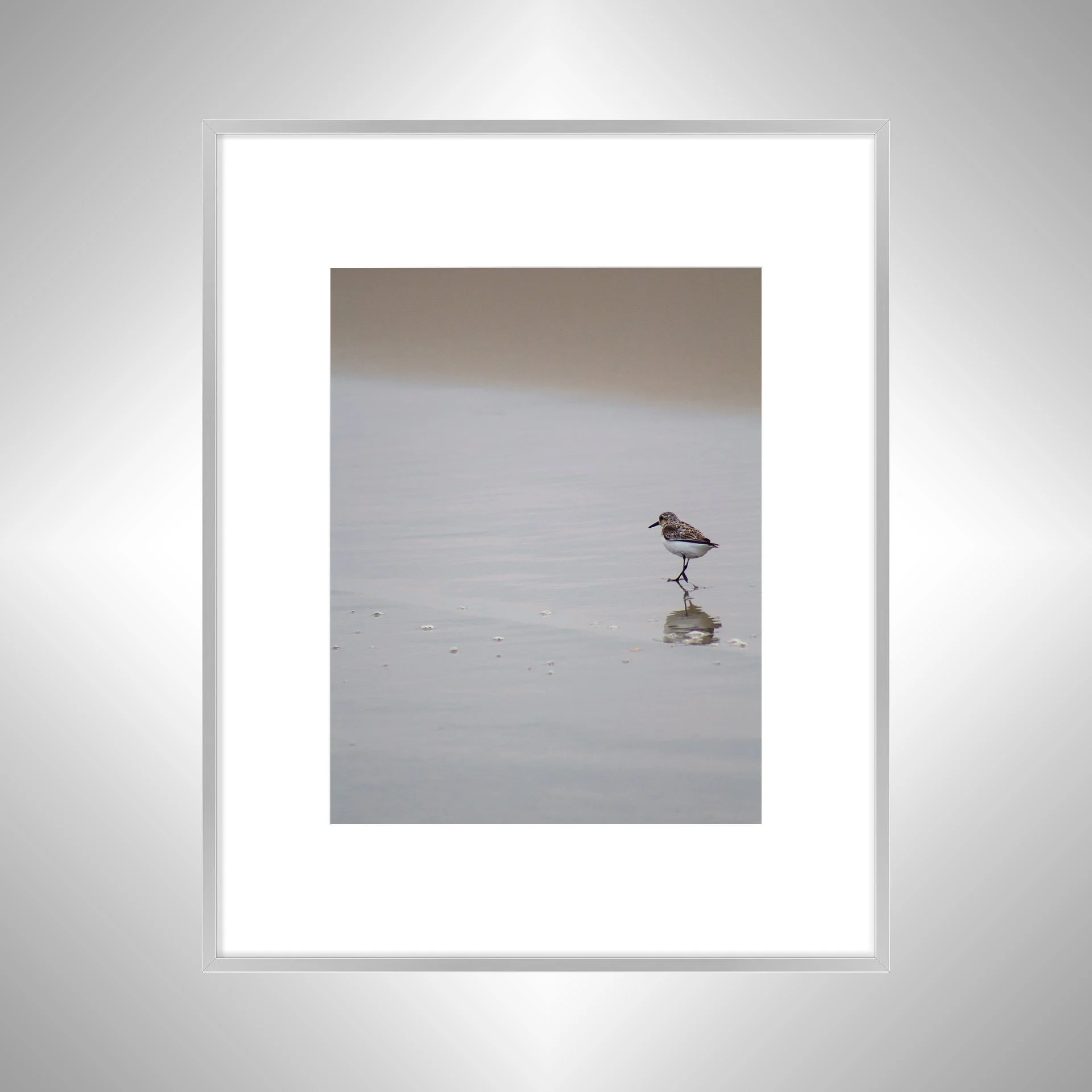 1:1 Sanderling Reflection- Silver w: Border.jpg