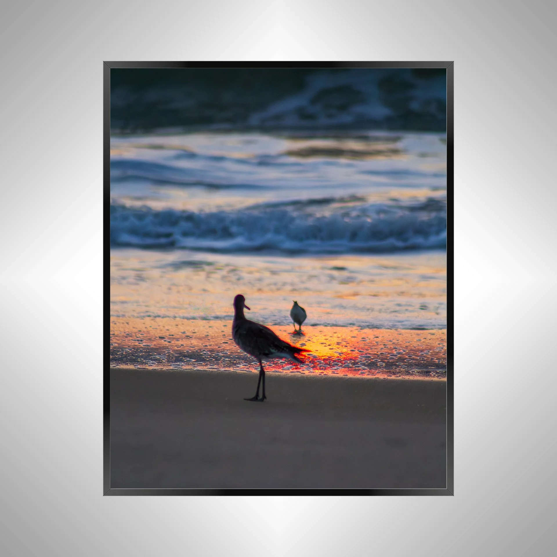 1/1 Willets at Sunrise