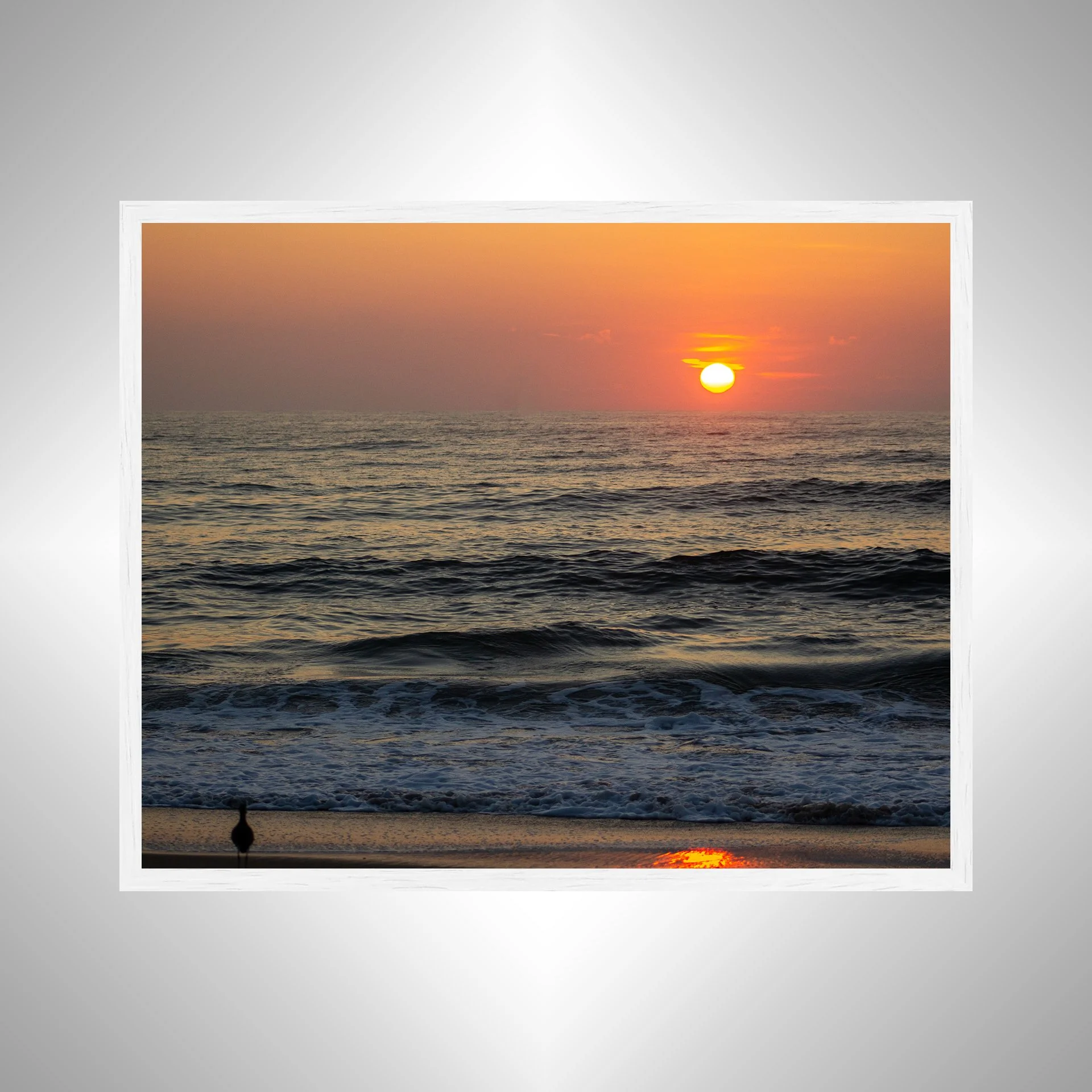 1:1 Willet Watching Sunrise- White.jpg