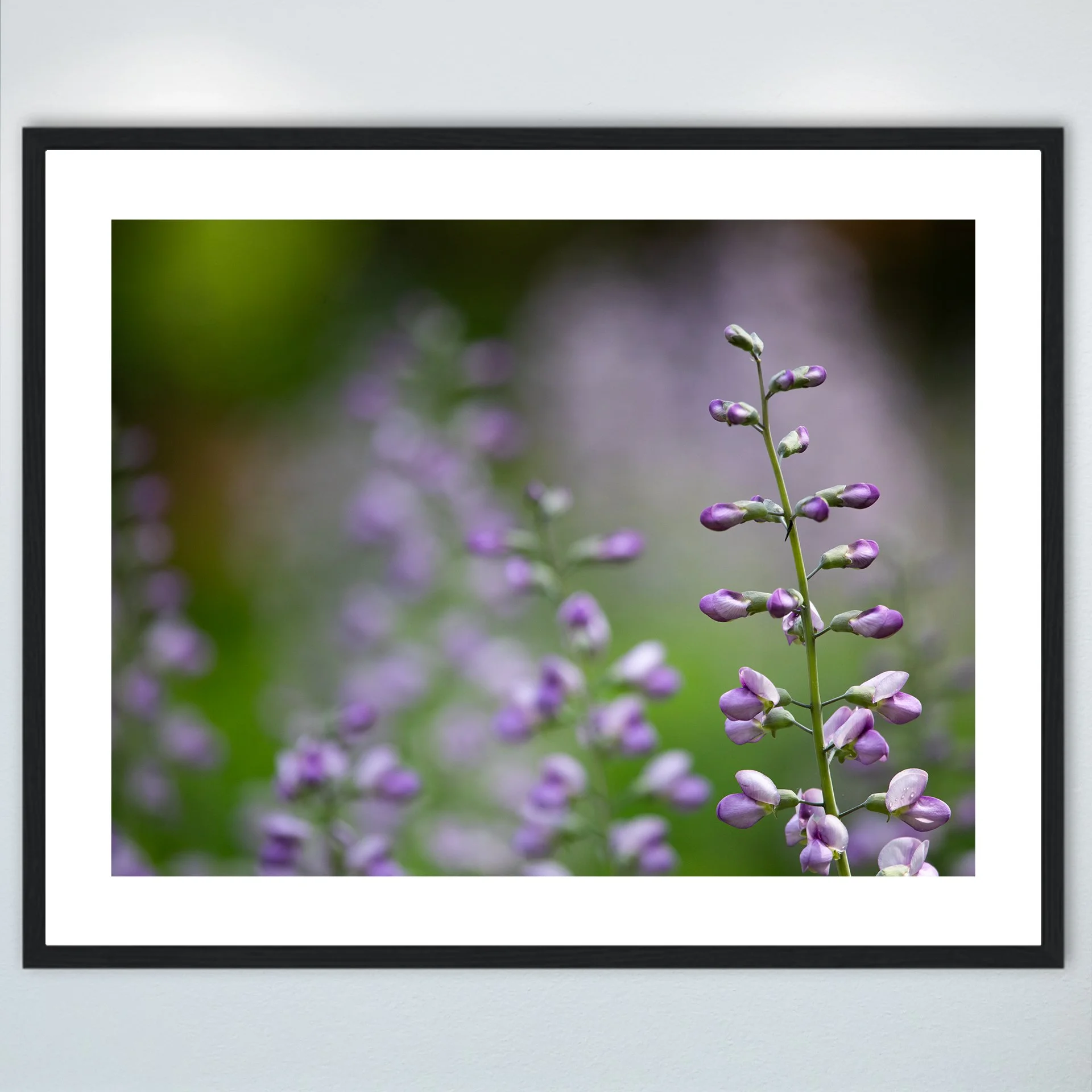 1:10 Baptisia 'Purple Smoke'- Wood w: Border.jpg