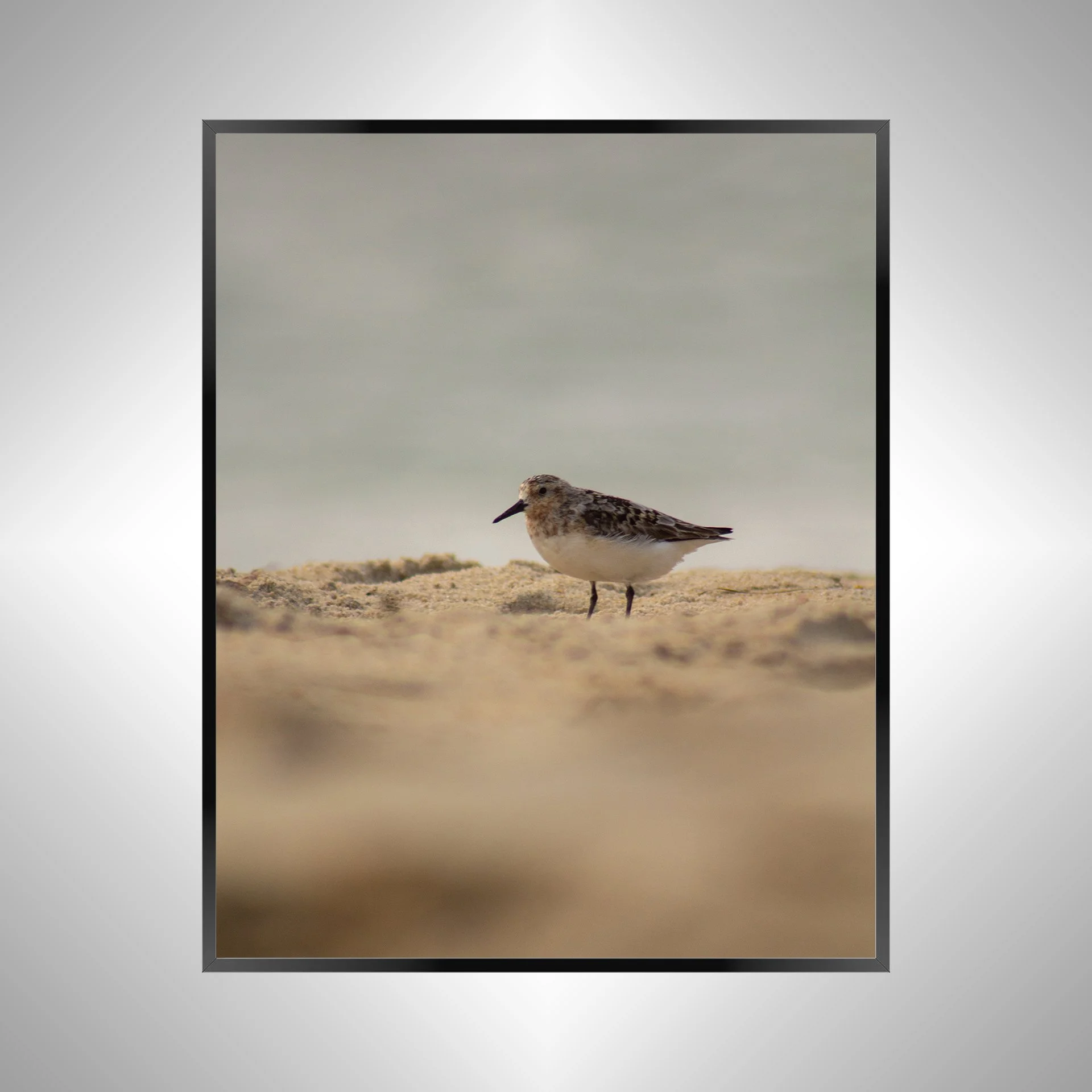 1/1 Spotted Sanderling in Hatteras