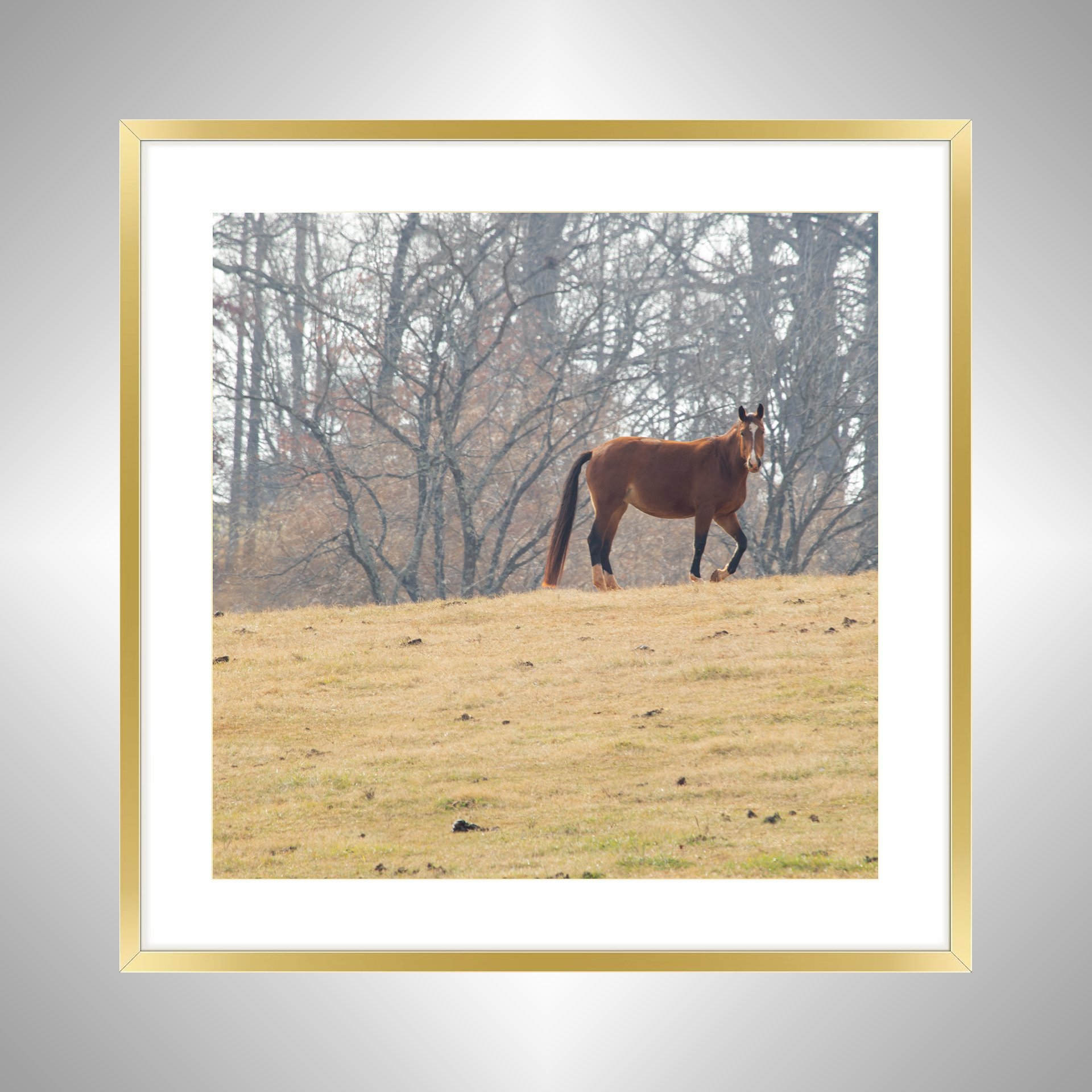 1:10 Shenandoah Horse (Square)- Gold Metal w: Border.jpg