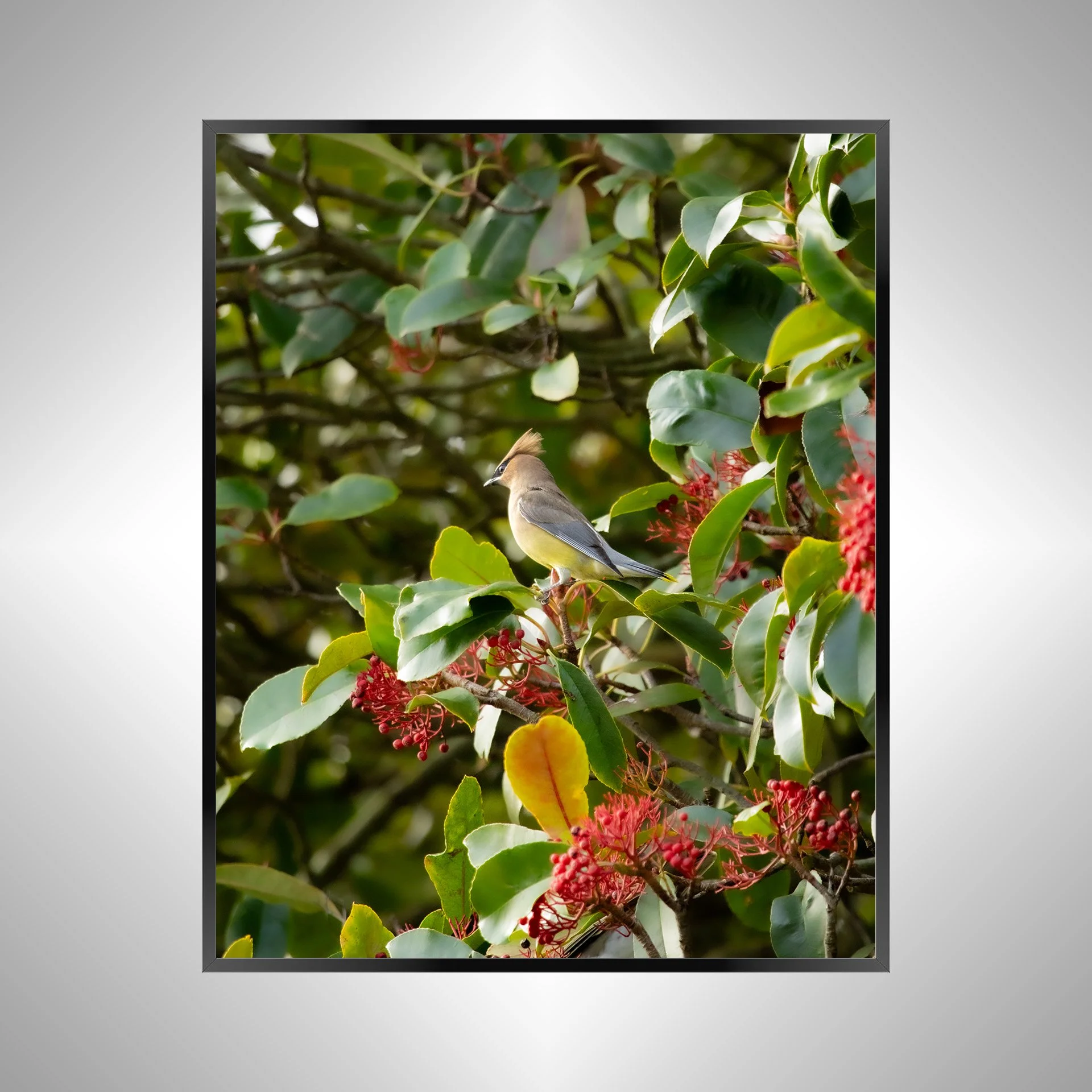 1/10 Cedar Waxwing Perched