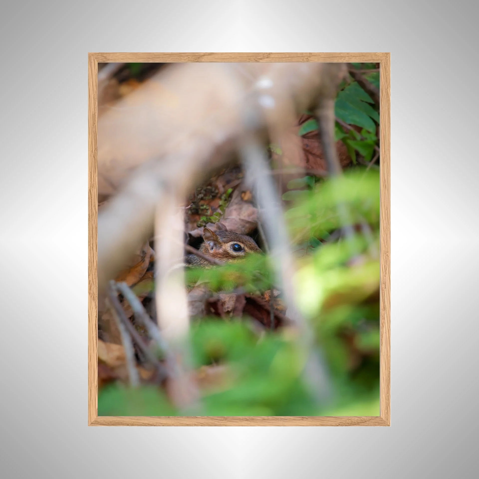 1:1 Shenandoah Mountain Chipmunk thru Foliage- White copy NATTY.jpg