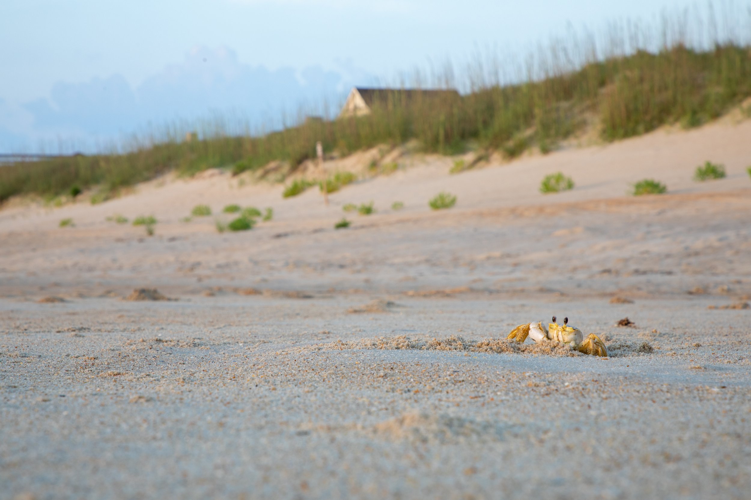 1:10 Ghost Crab Headshot.jpg