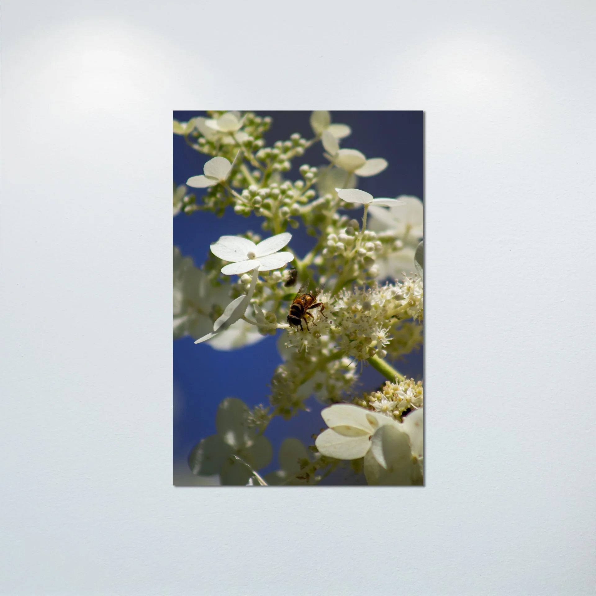 1:1 Pollinator in Norfolk- Poster & Canvas.jpg