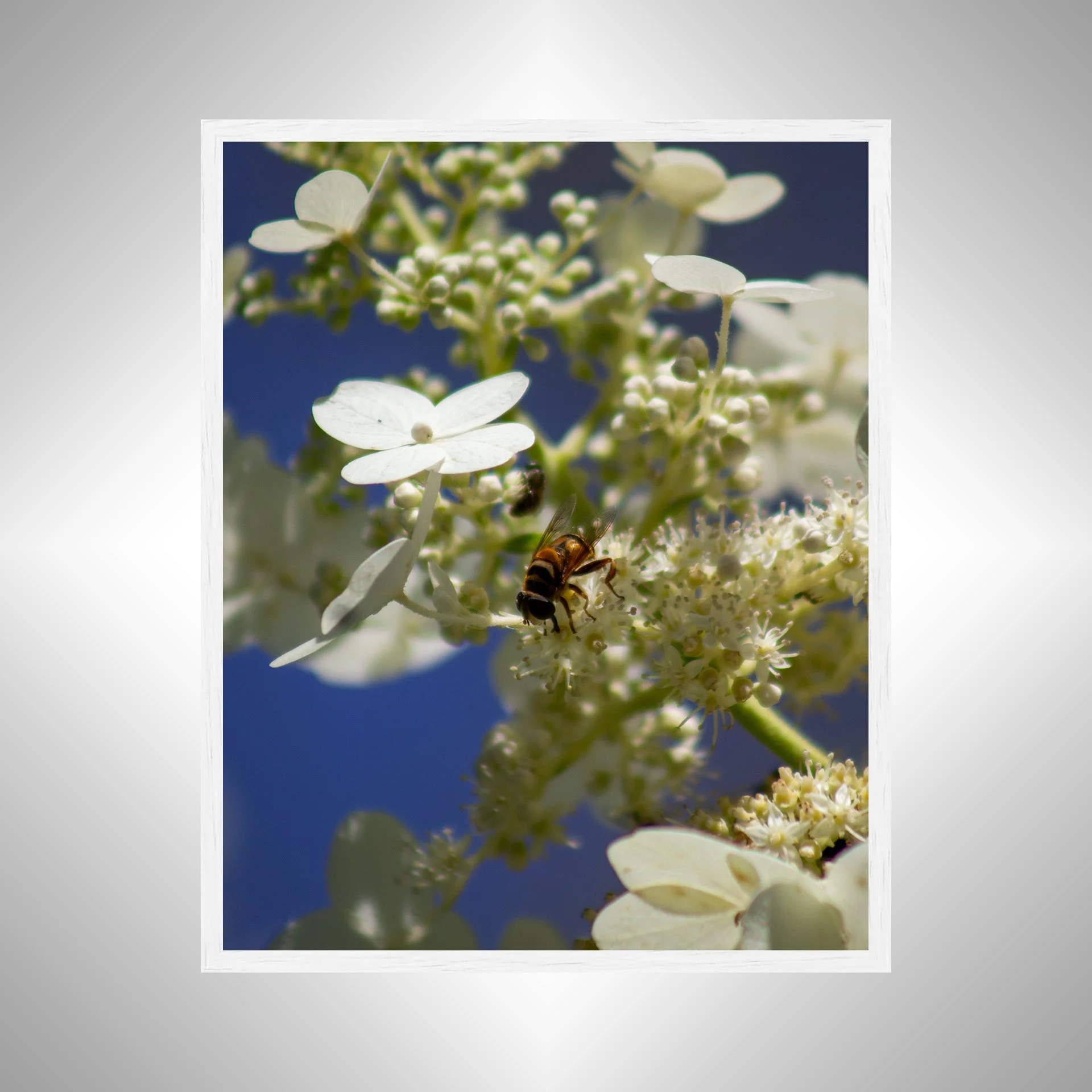 1:1 Pollinator in Norfolk- White.jpg