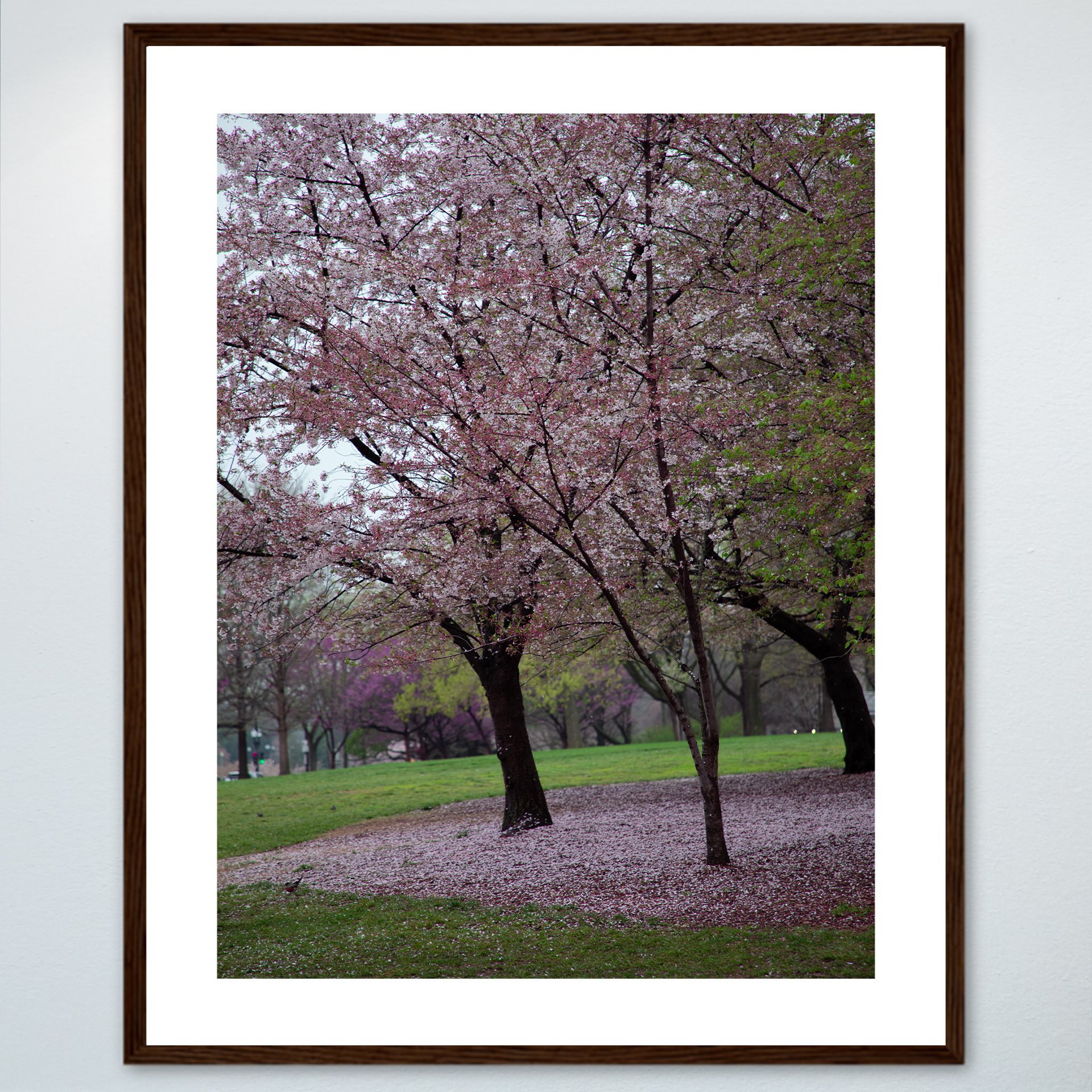 1:1 Fallen Cherry Blossoms- Wood w: Border.jpg