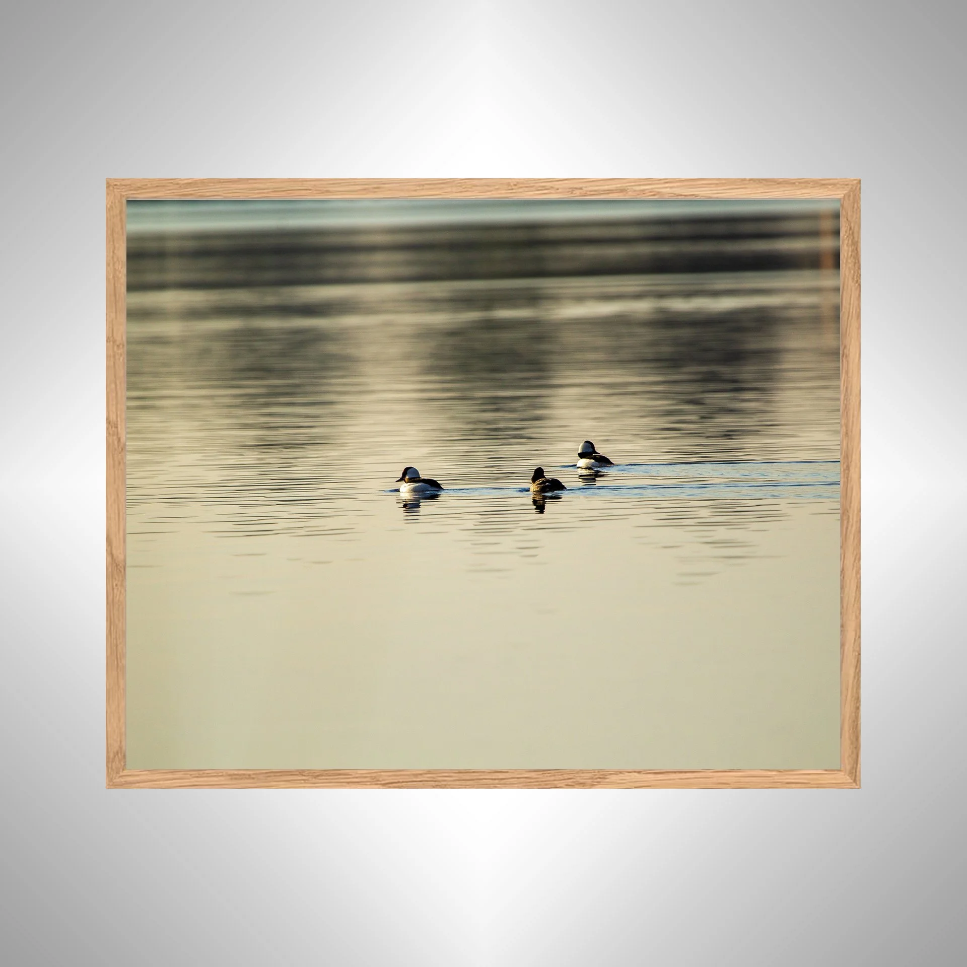 1:1 Bufflehead Family on Lafayette- White Wood copy NATTY.jpg