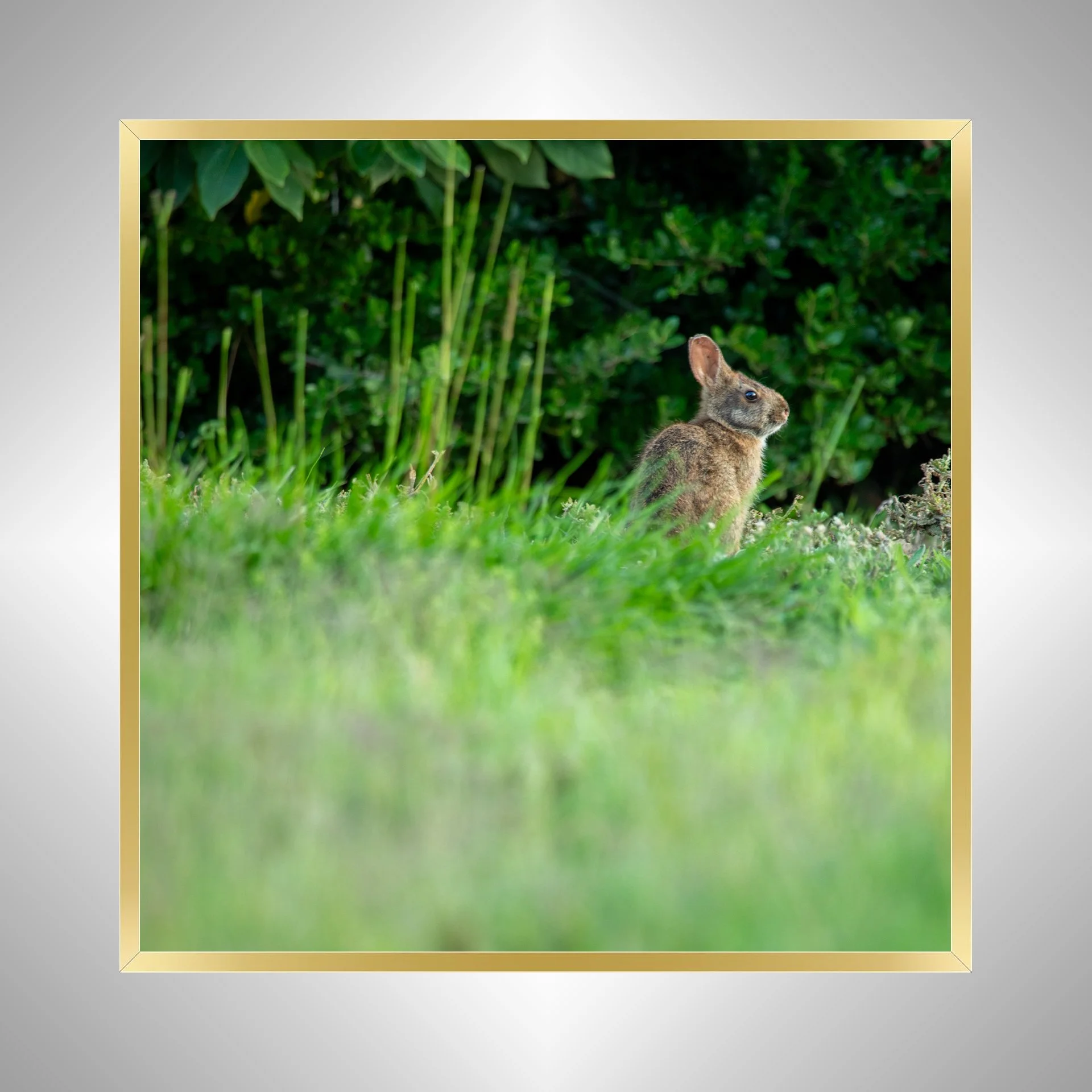 1:1 Dune Bunny in Duck, NC (Square)- Gold Metal.jpg