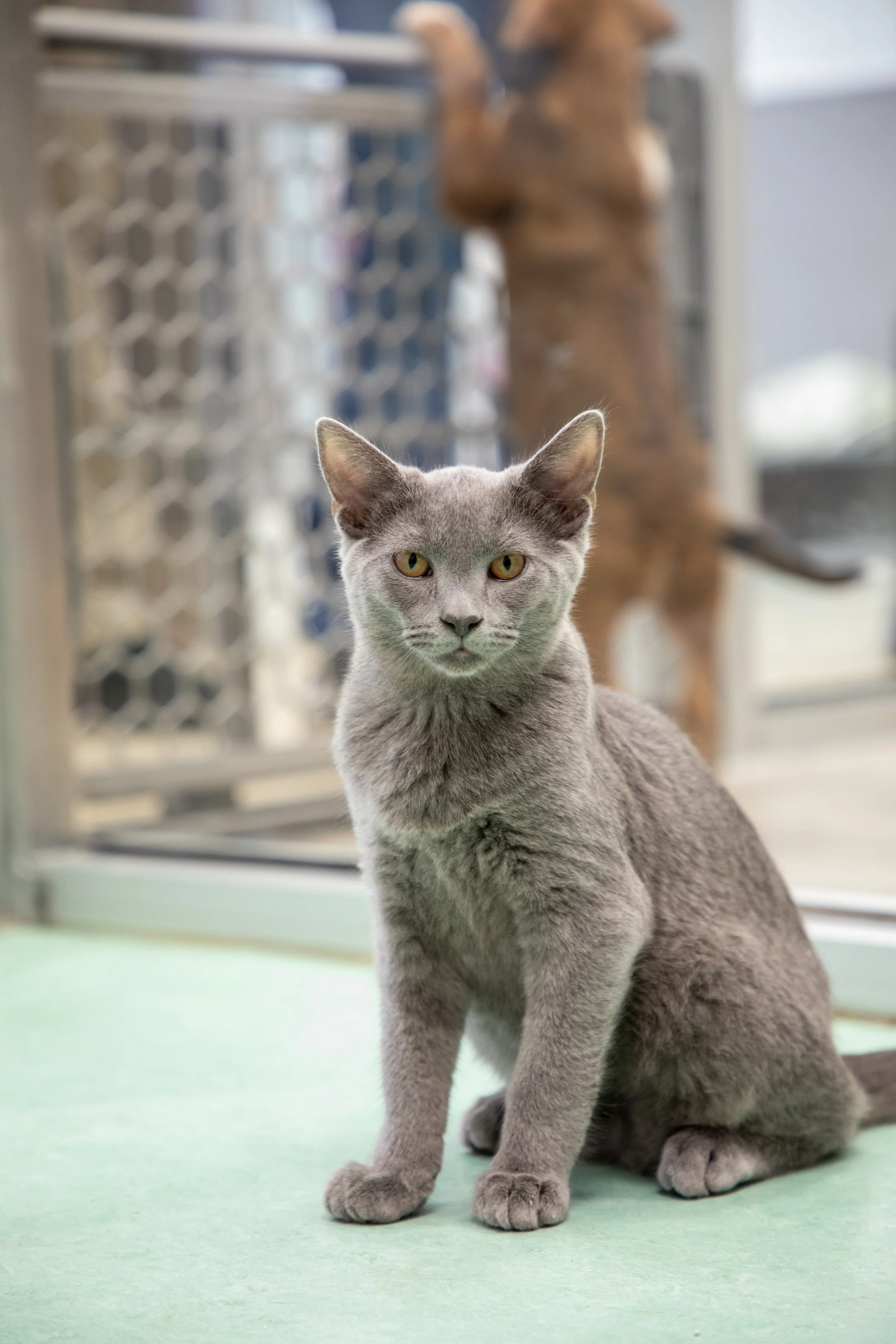 Will Locke Pet Photography- Hope For Life 12:28:2025 0.jpg