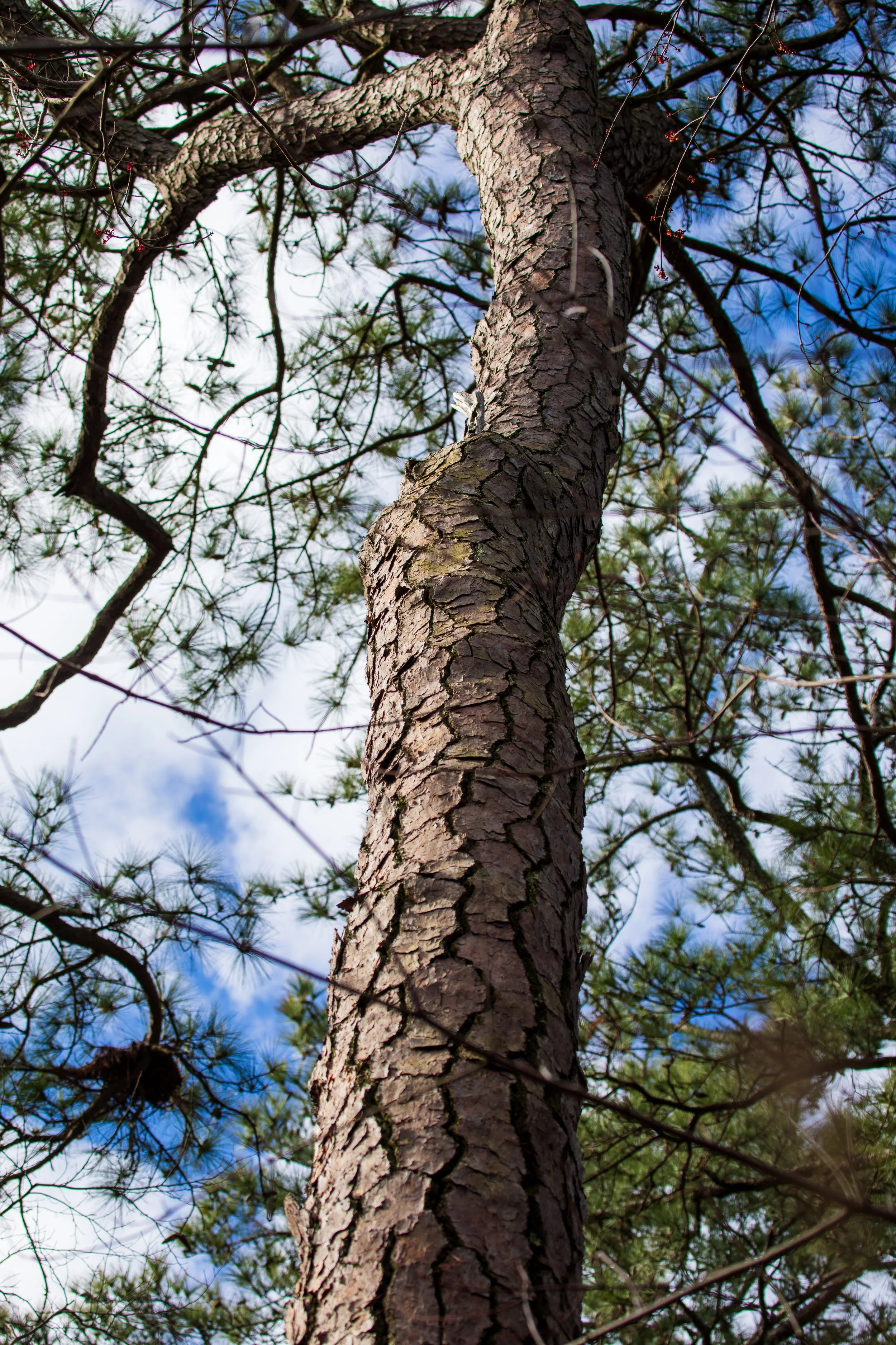 1:1 Seashore State Park Pine Tree Bark.jpg