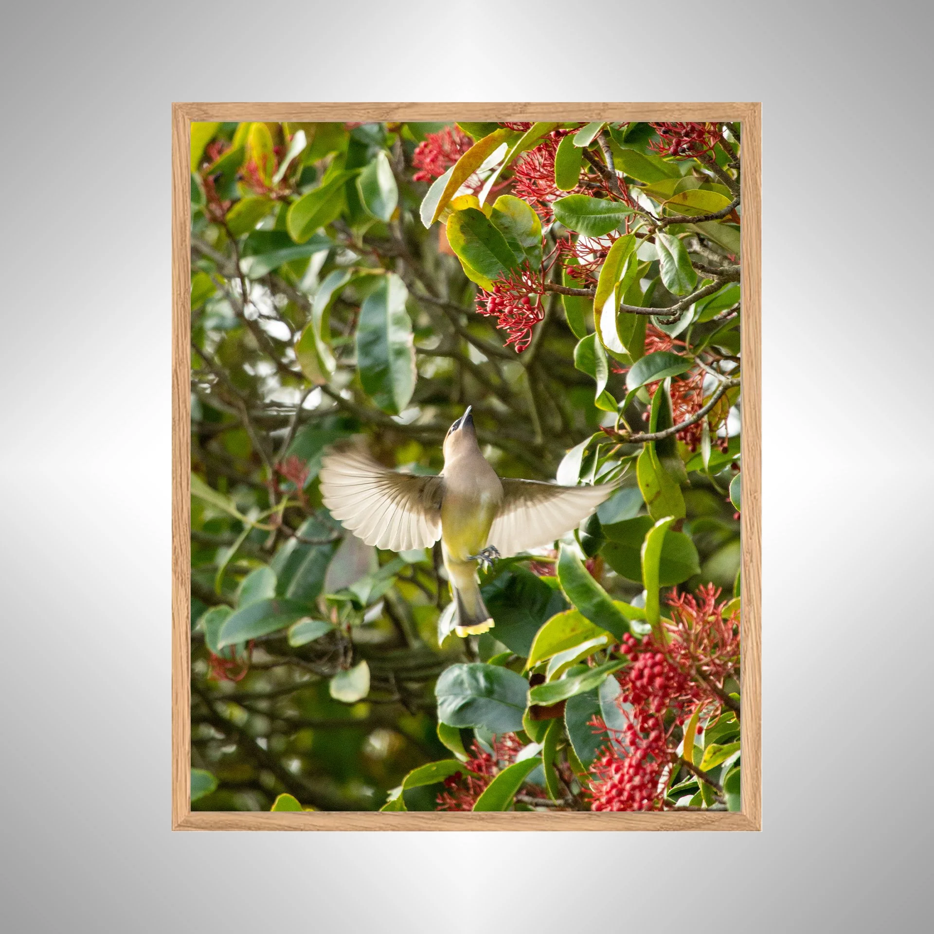 1:10 Cedar Waxwing Picking Berries- White copy NATTY.jpg