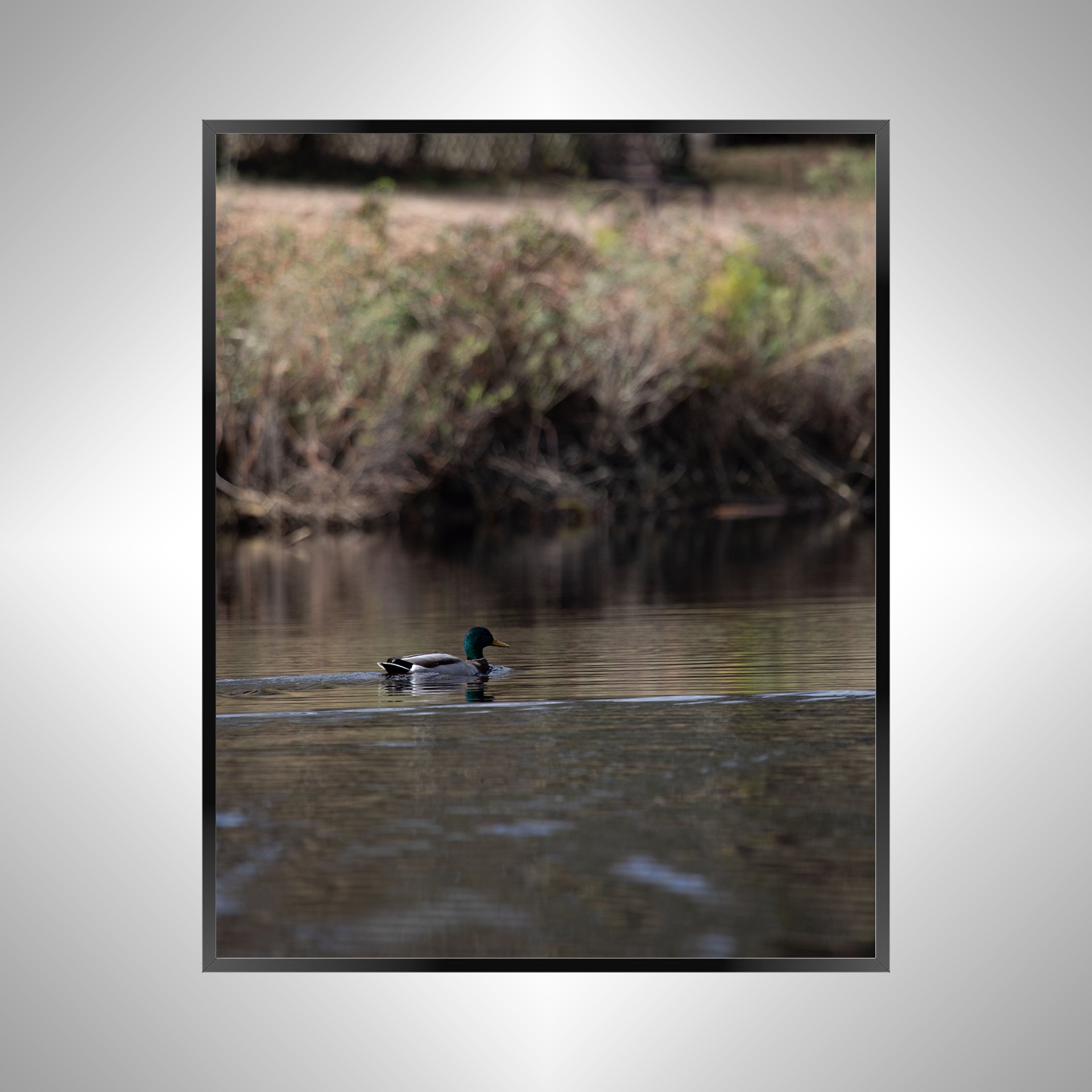 1/10 Duck at Seashore State Park