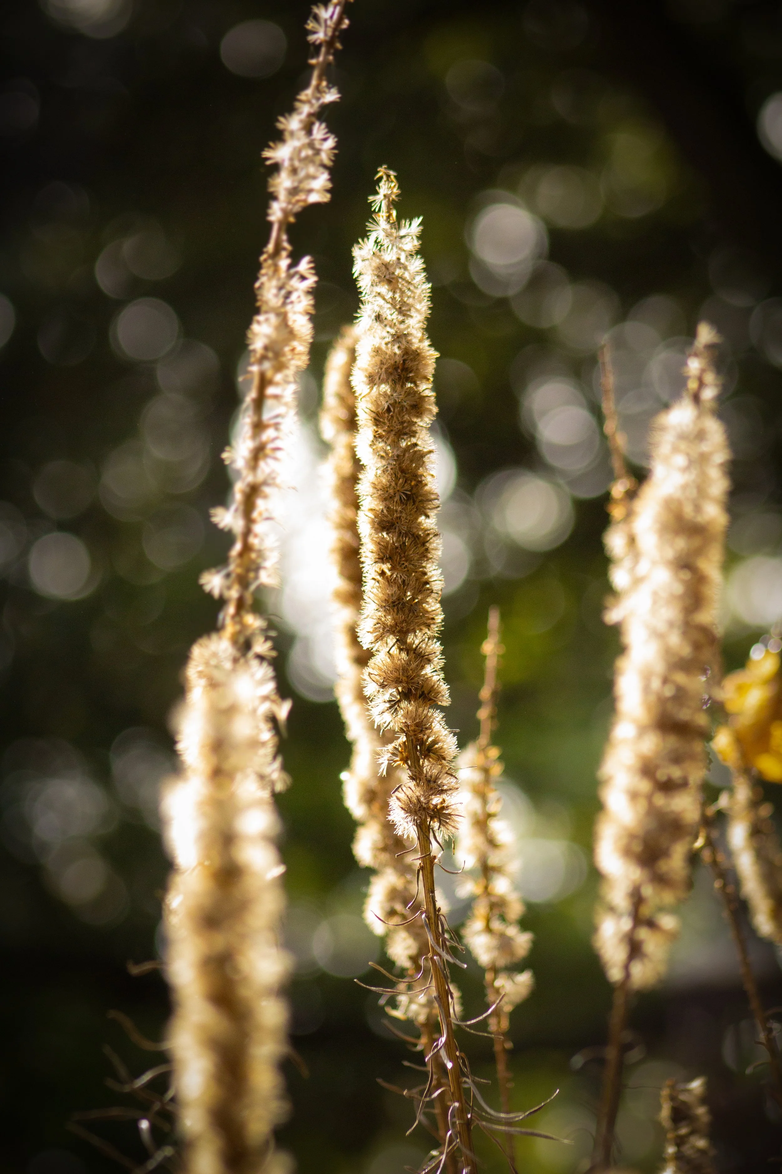 1:1 Group of Foxgloves in Winter.jpg
