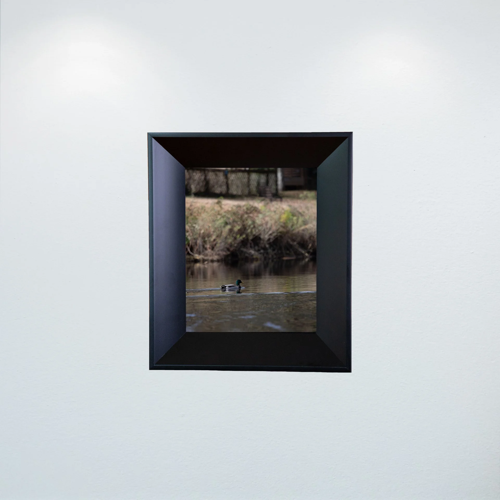 1:10 Duck at Seashore State Park- Mini.jpg