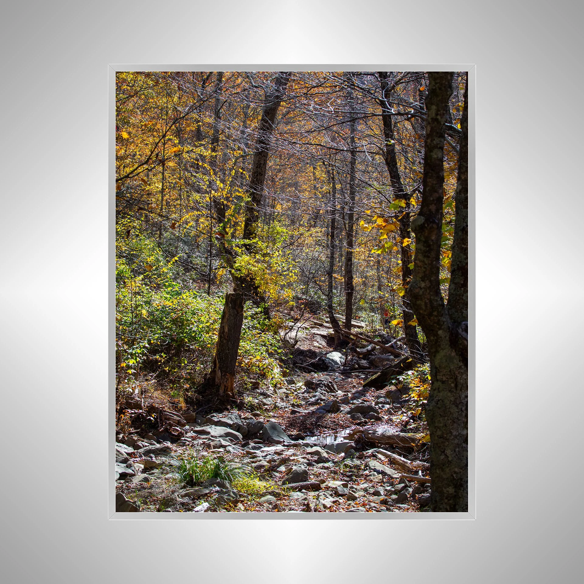 1:1 Shenandoah National Park Rocky Trail-Silver.jpg