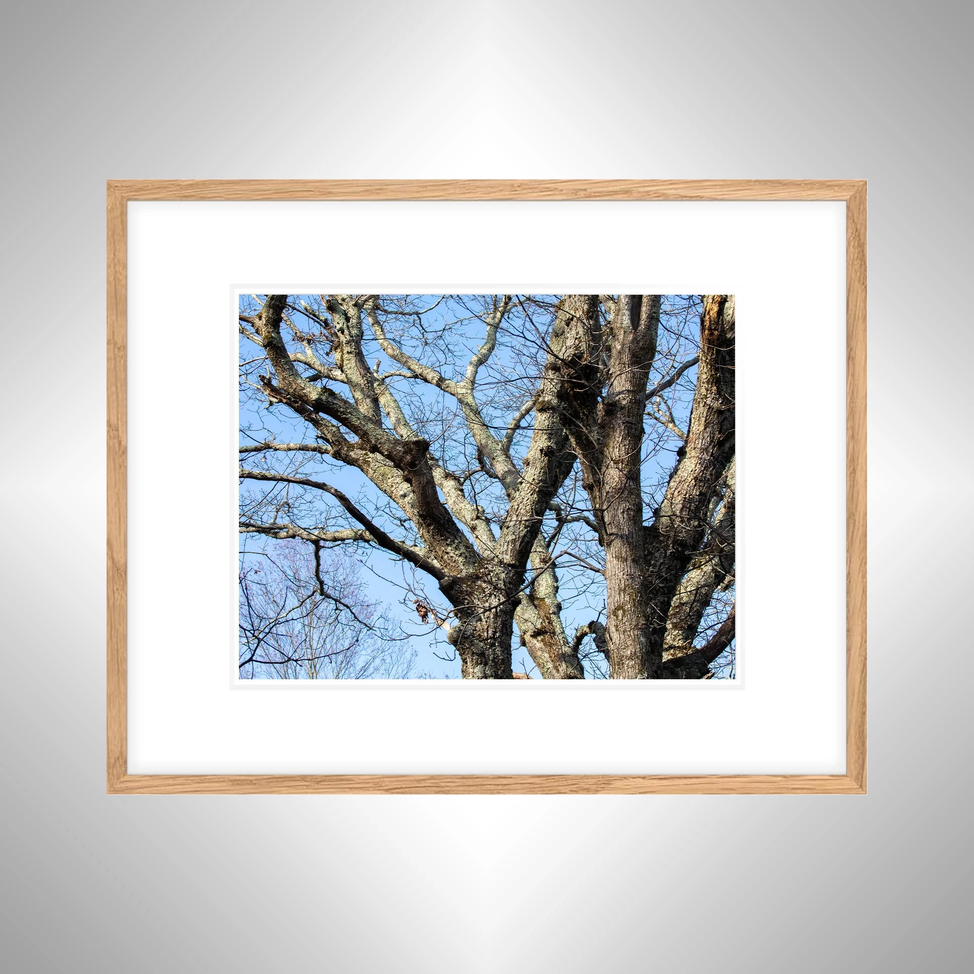 1:1 Trees at the Shenandoah National Park- White w: Border copy NATTY.jpg